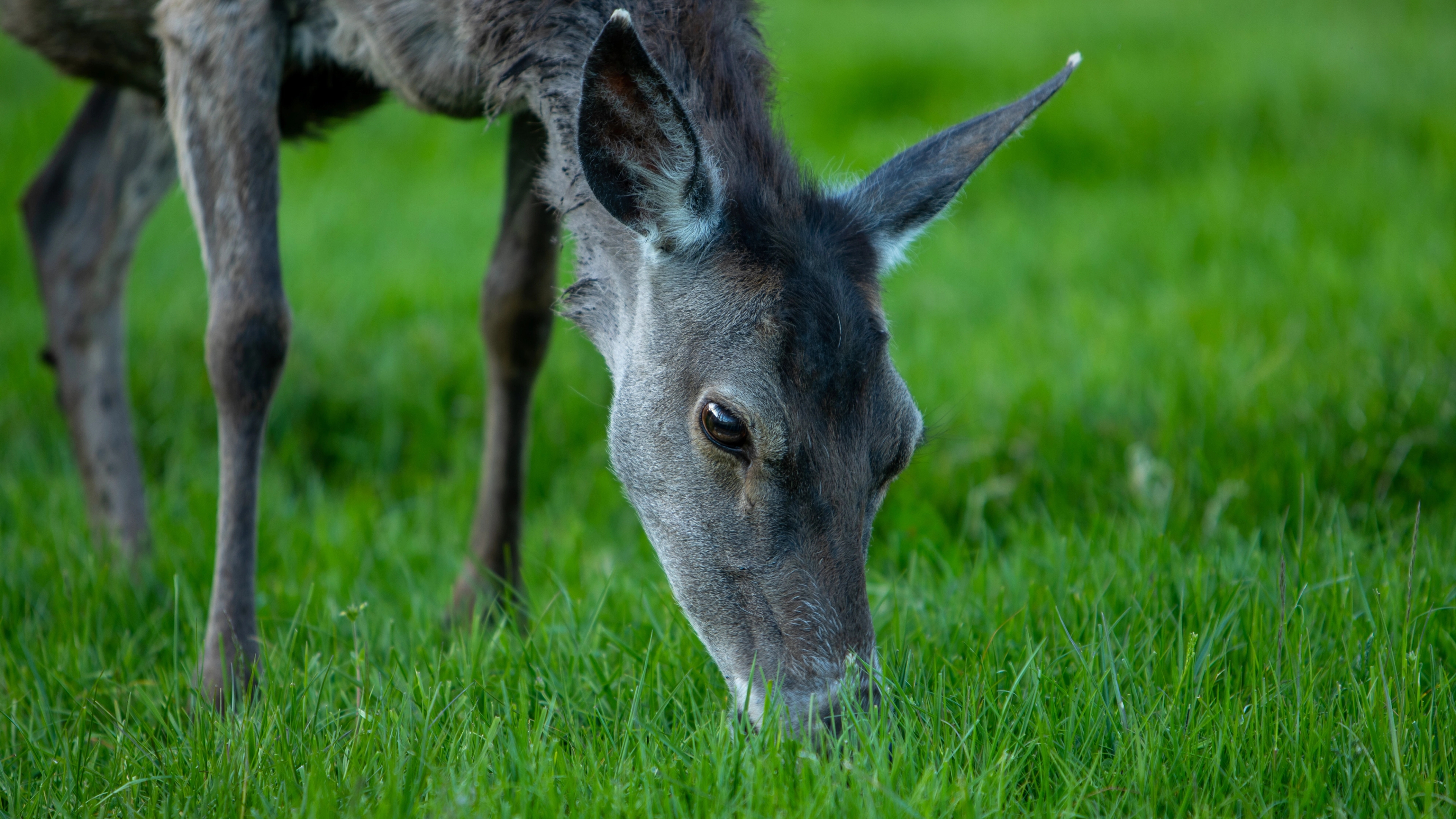 A deer grazing at the Norwegian Deer Centre
