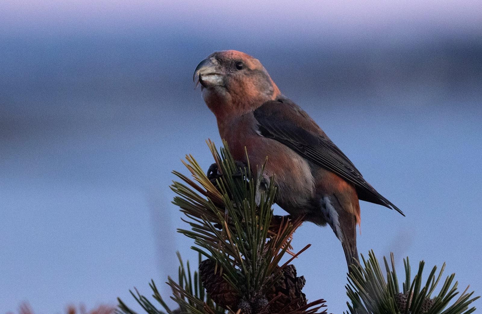 Close-up of a Parrot crossbill on a tree top, Norway