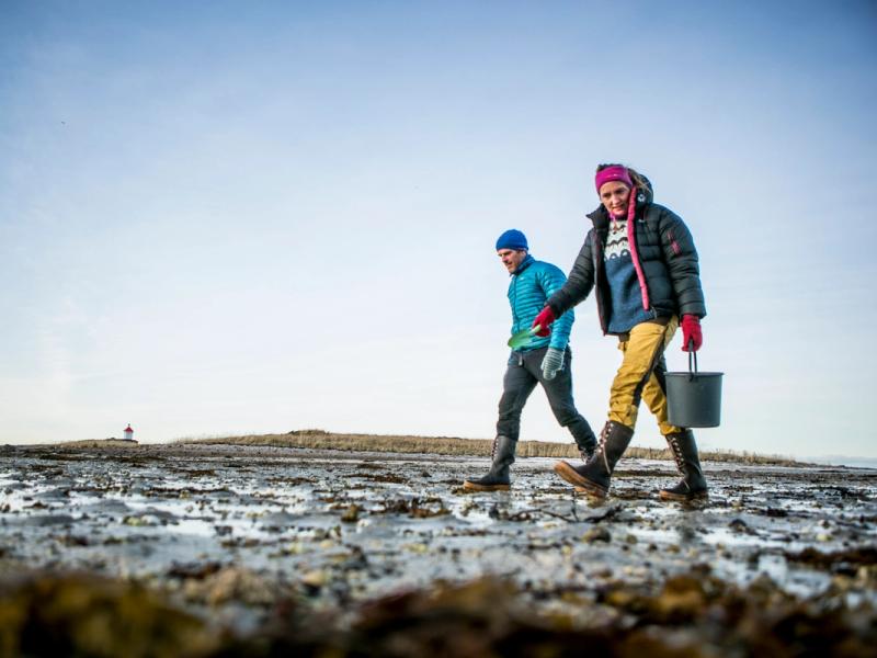 A couple picking cockles on the beach