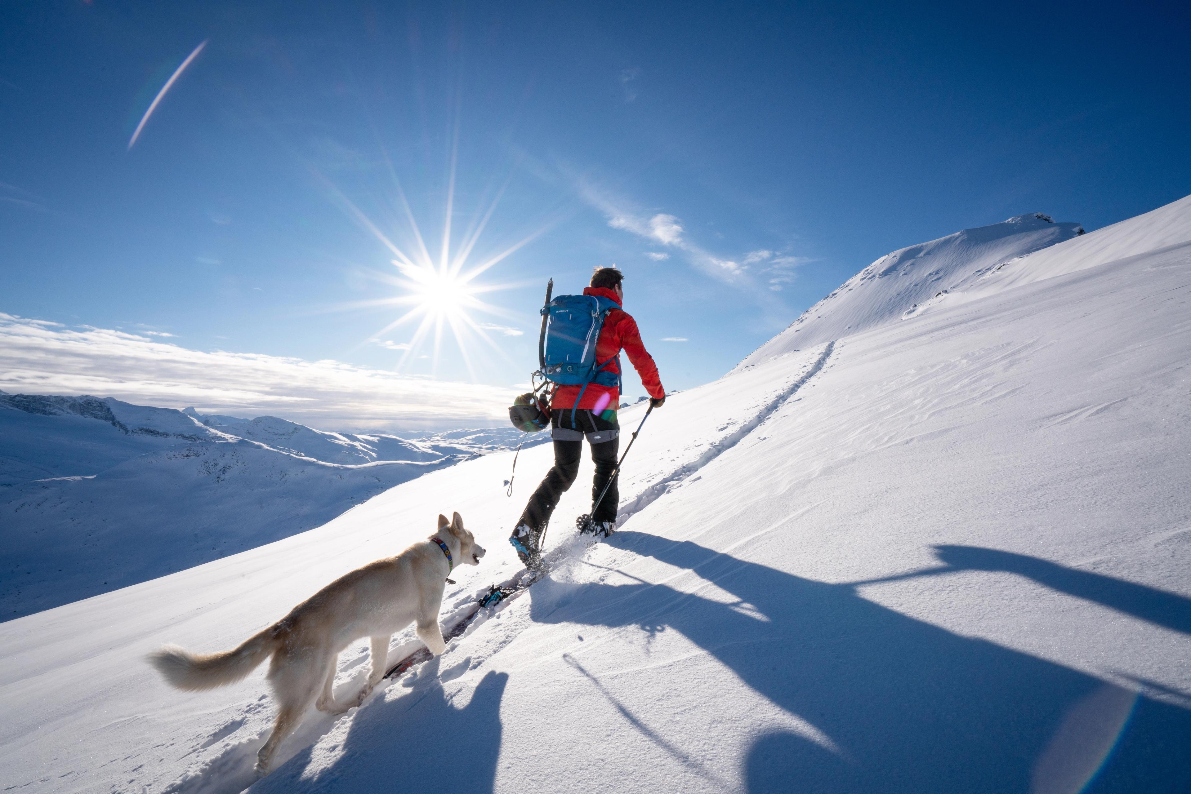 A man ascending a mountain in Jotunheimen on skis accompanied by a dog a sunny winter day. Eastern Norway.