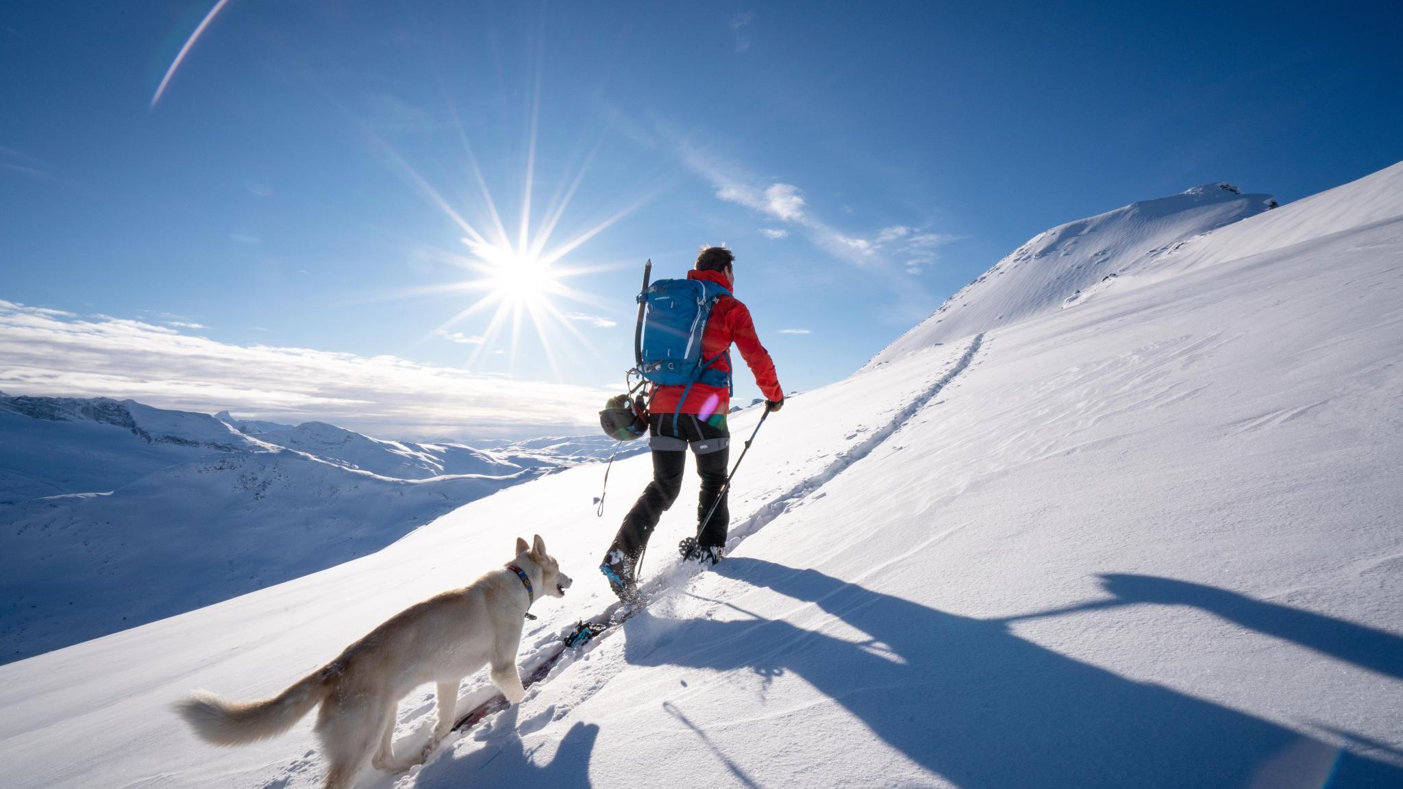 En man som åker skidor ner för ett berg i Jotunheimen med sällskap av en hund en solig vinterdag. Østlandet.