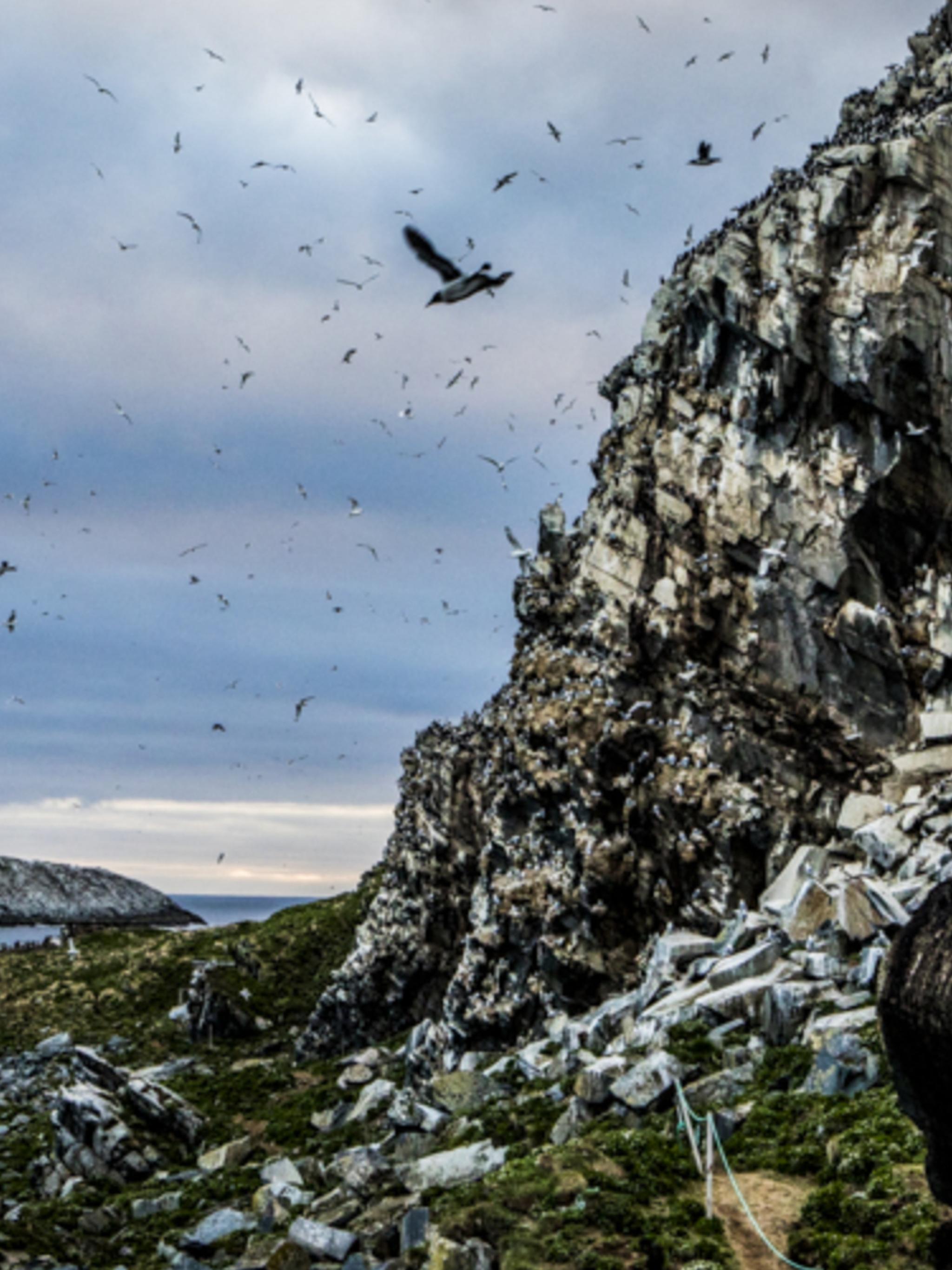 Seabirds at the Hornøya island in Varanger