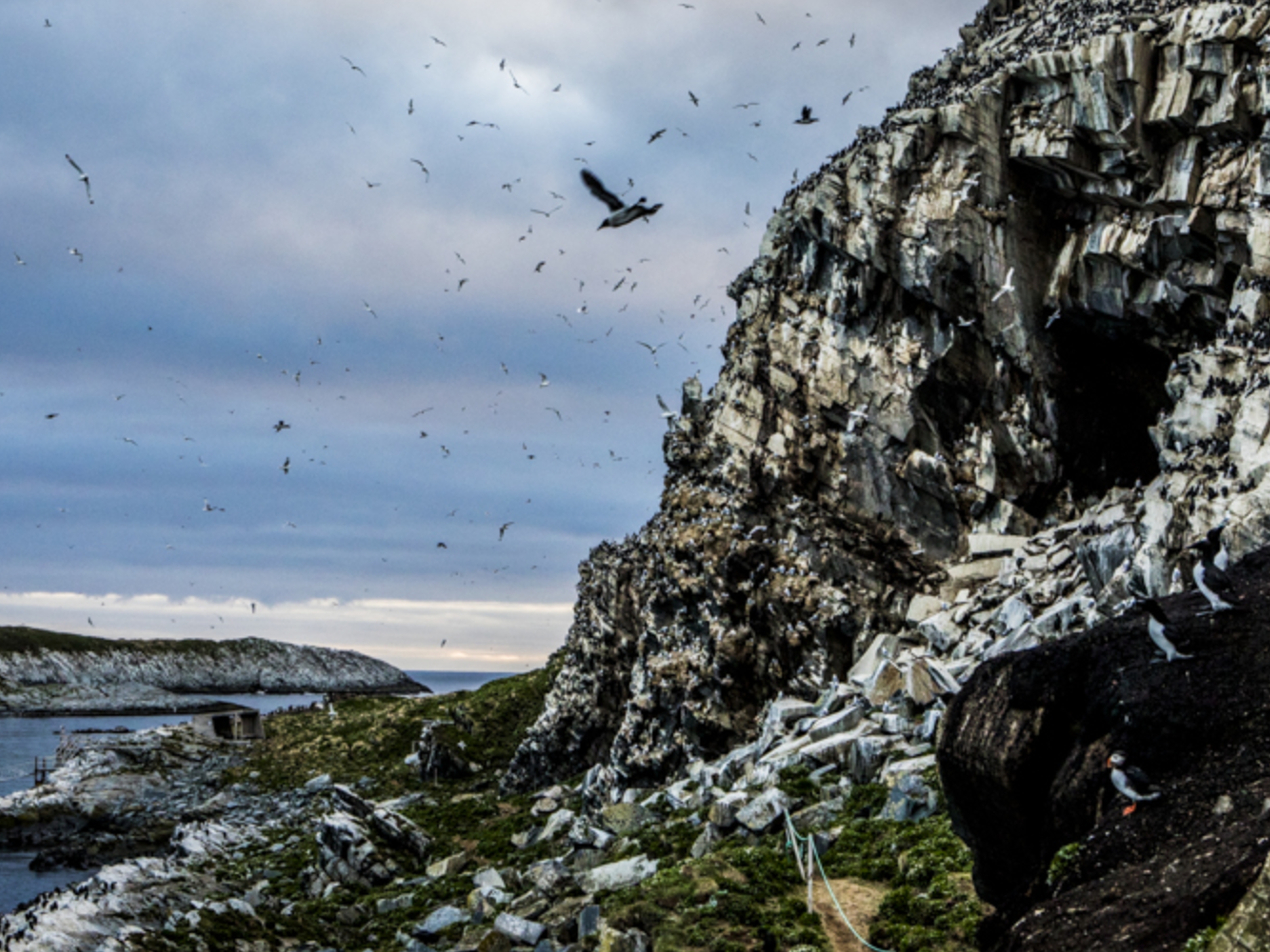 Seabirds at the Hornøya island in Varanger