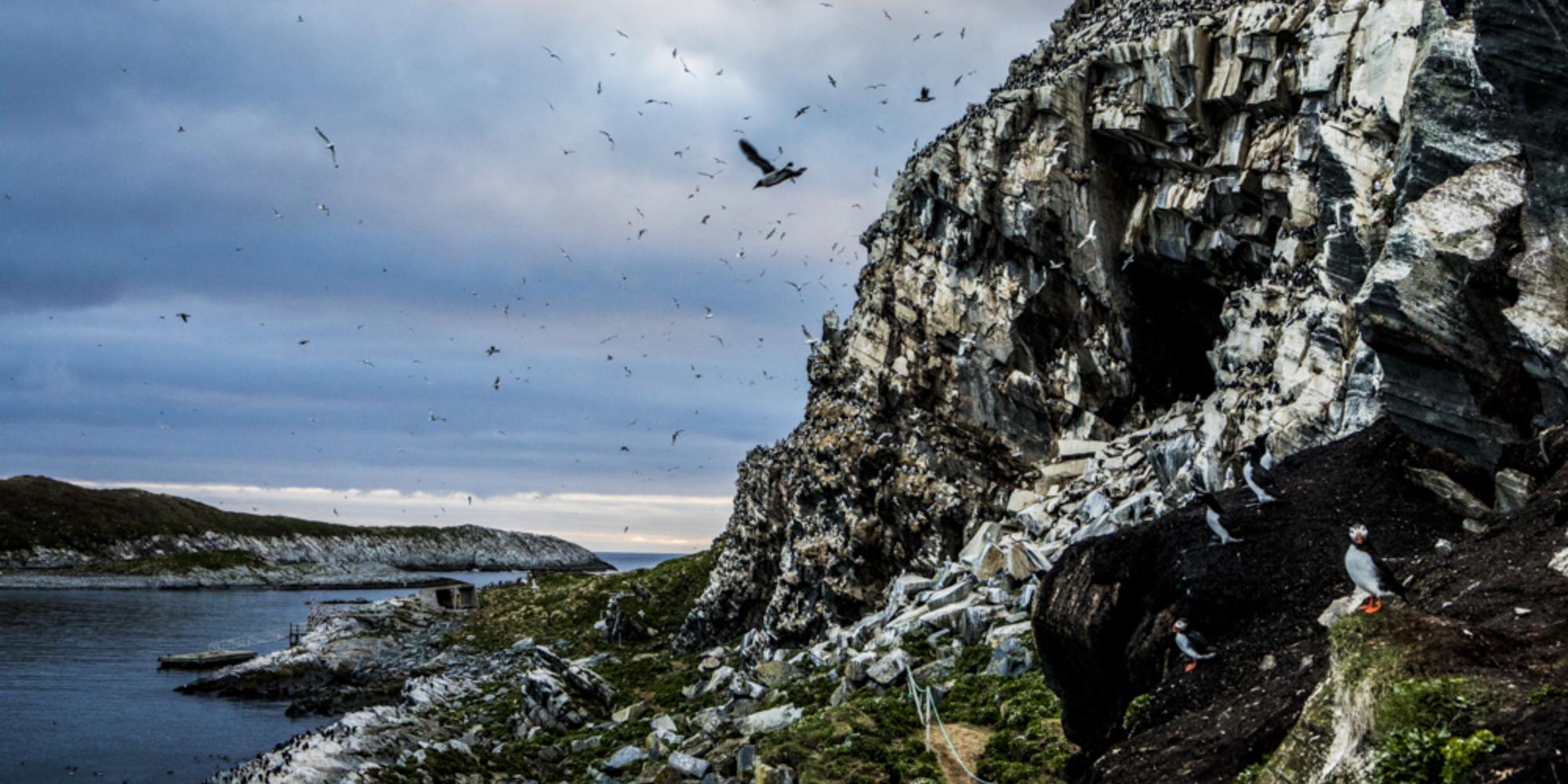 Seabirds at the Hornøya island in Varanger