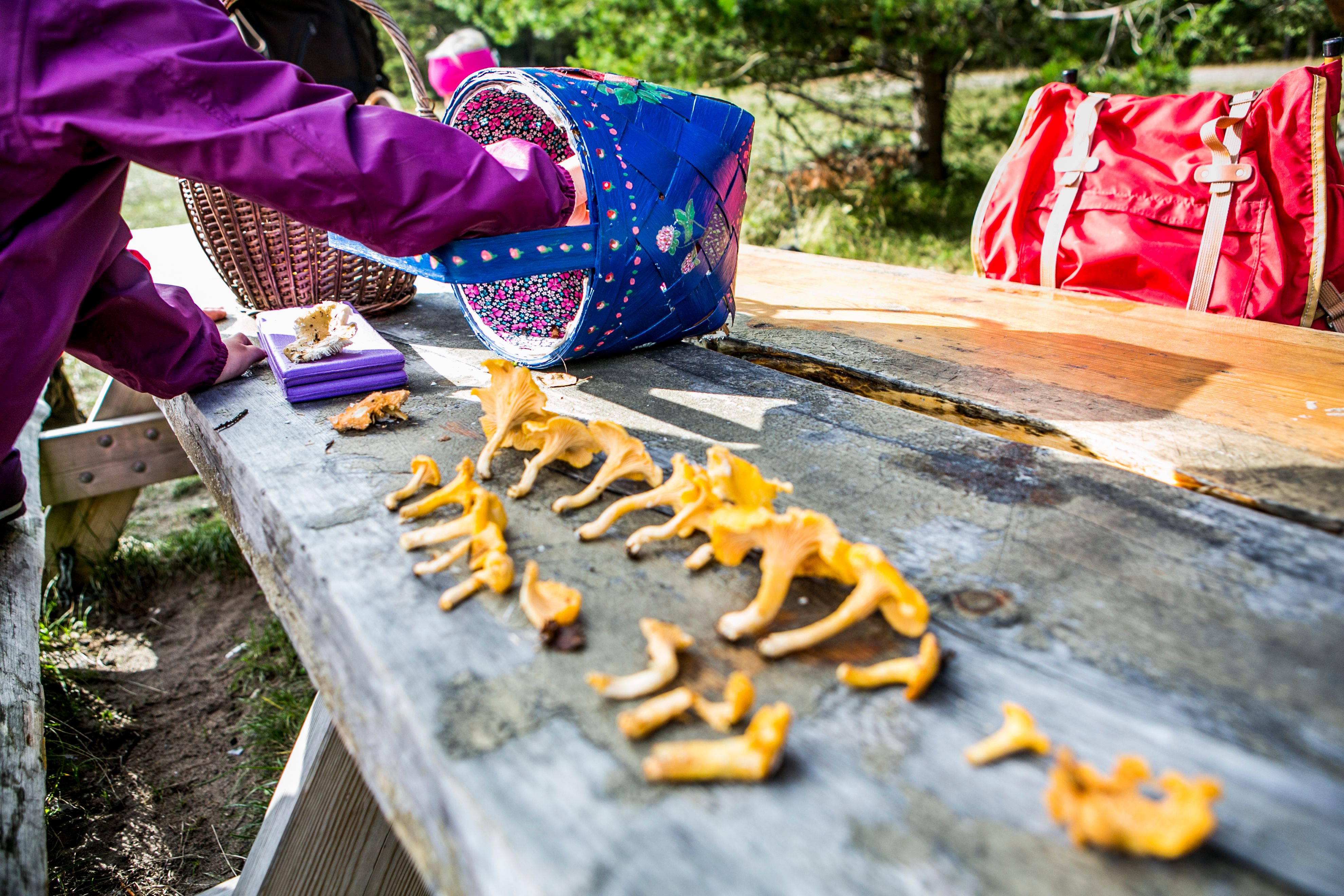 Nyplukket sopp klar til å stekes i Moss