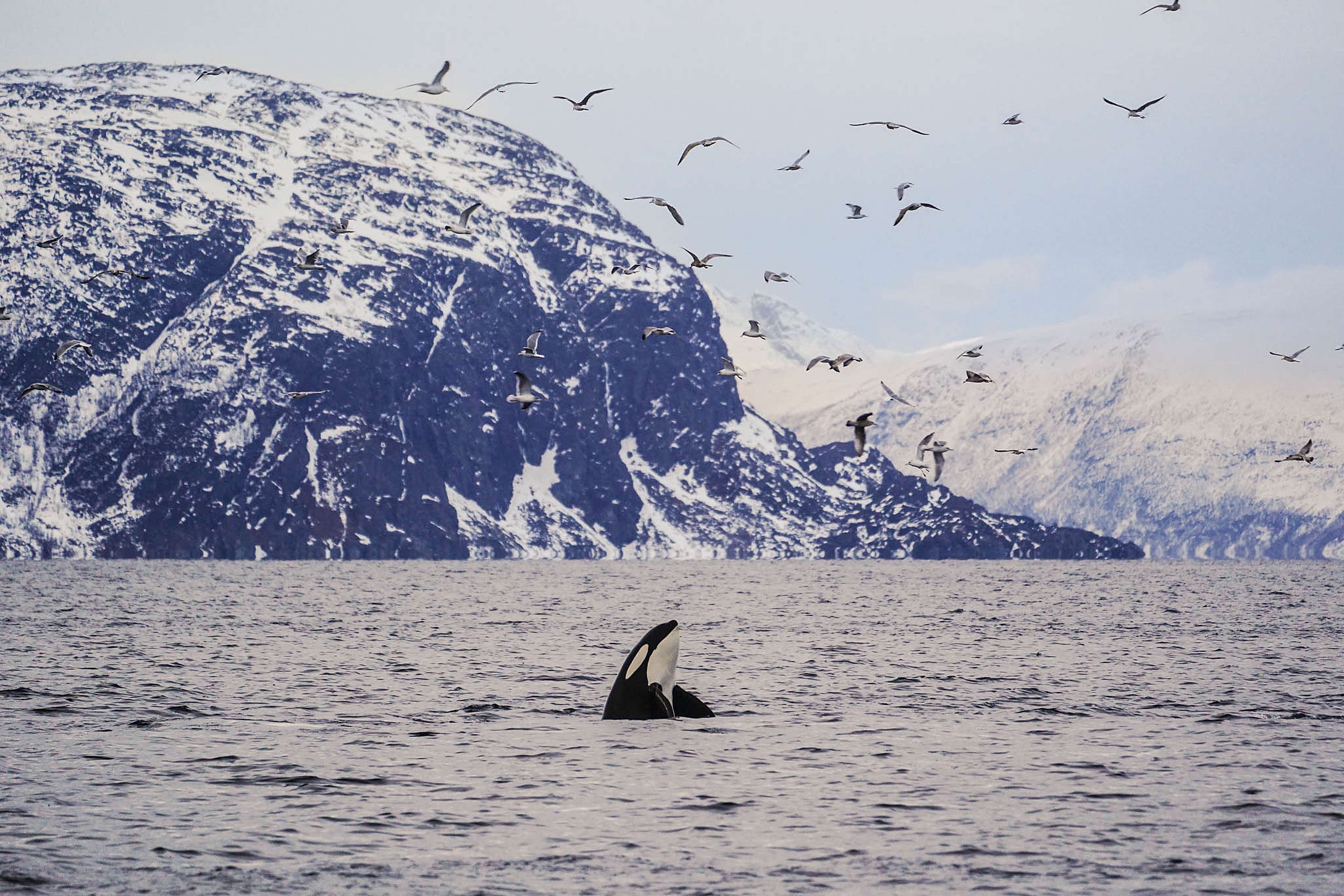 An orca reveal itself from the sea, several gulls are flying above him. Seen from the Silent Whale Watching cruise with Brim Explorer in Tromsø.