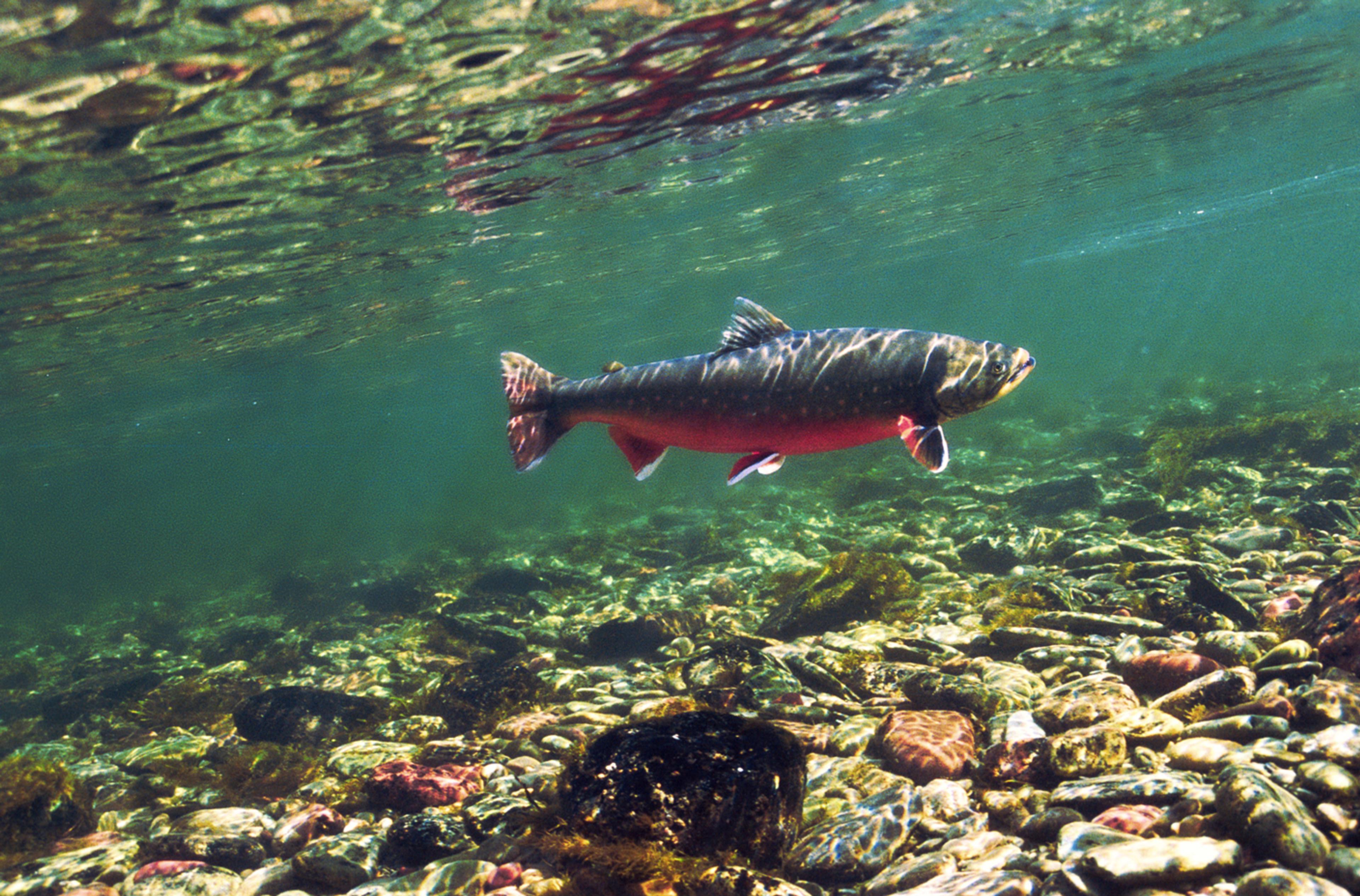 Arctic Char in Langfjordelva, Finnmark