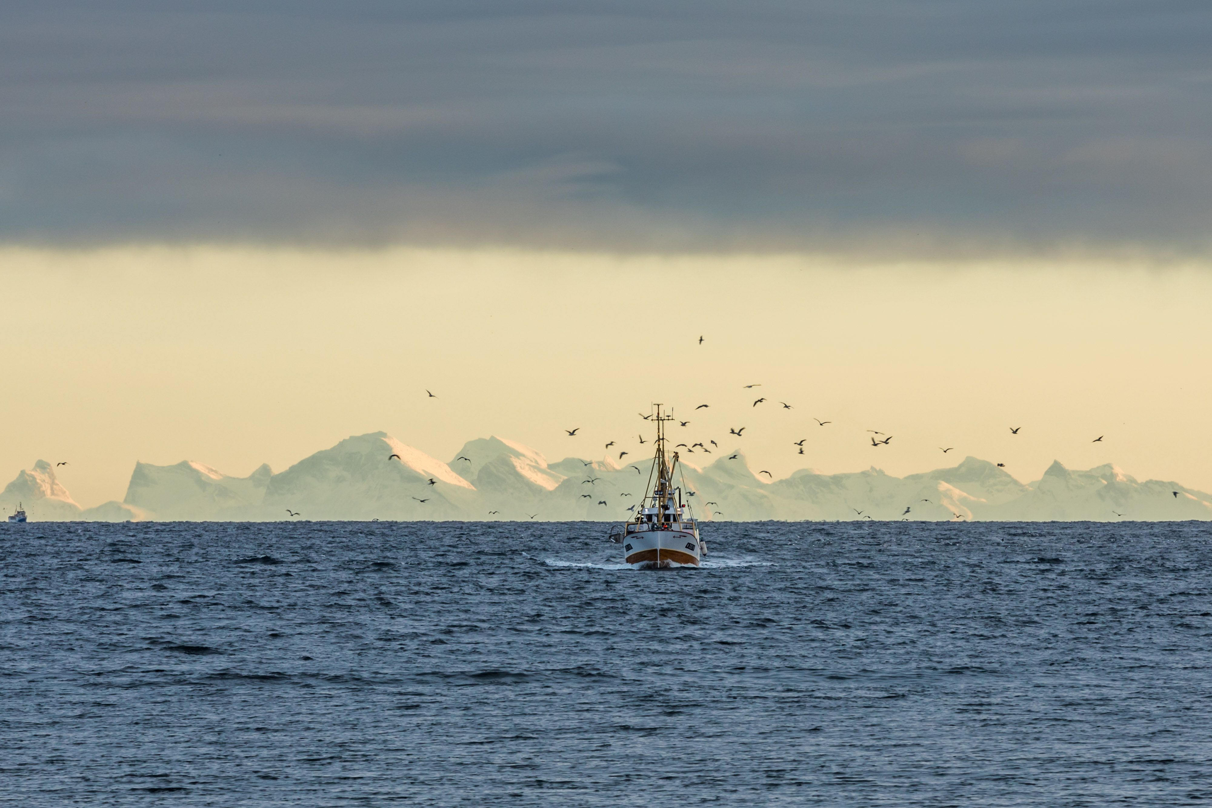 A fishing boat on the sea with snowcapped mountains in the background in Lofoten in Northern Norway
