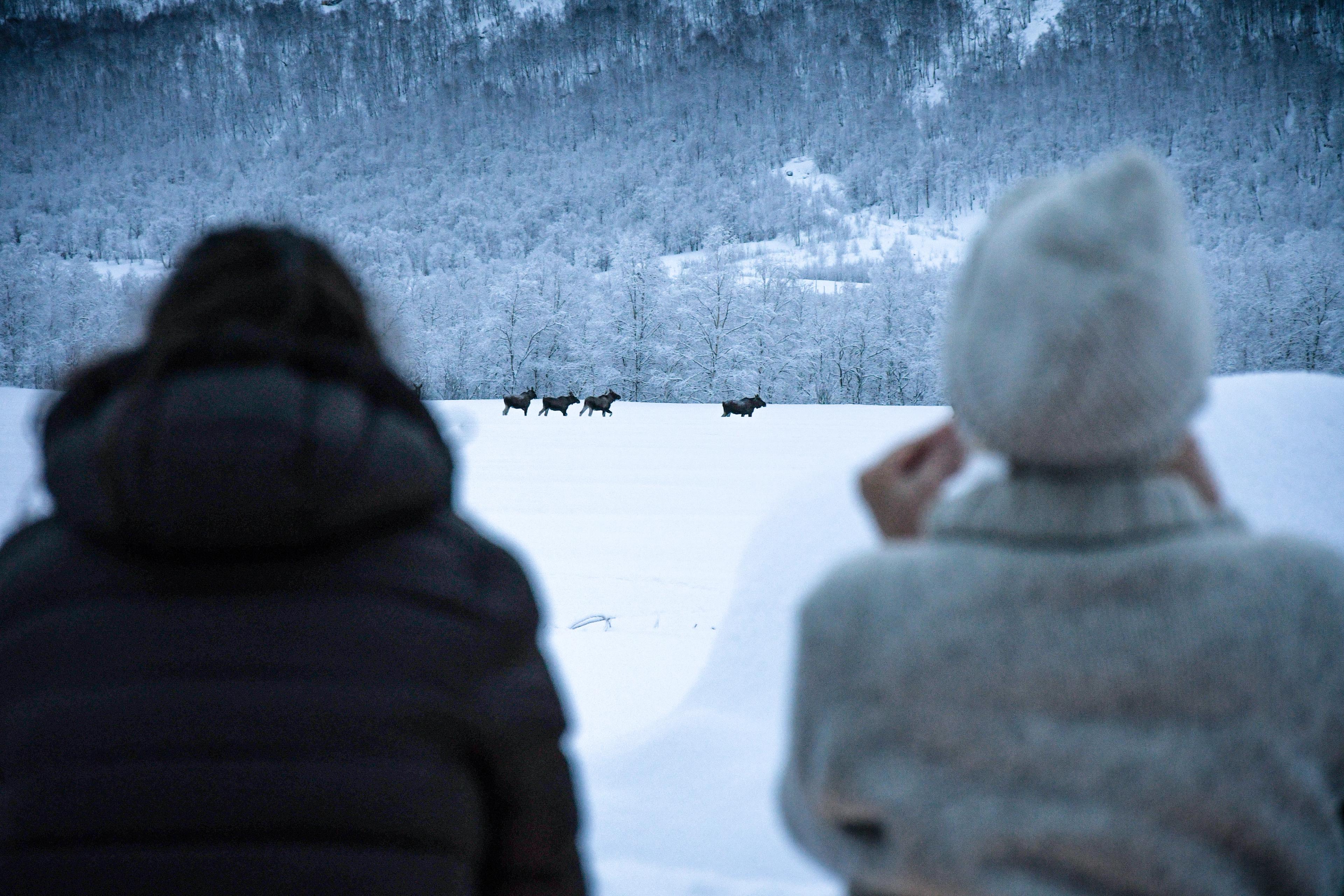 People looking at moose from afar, in a snowy landscape.