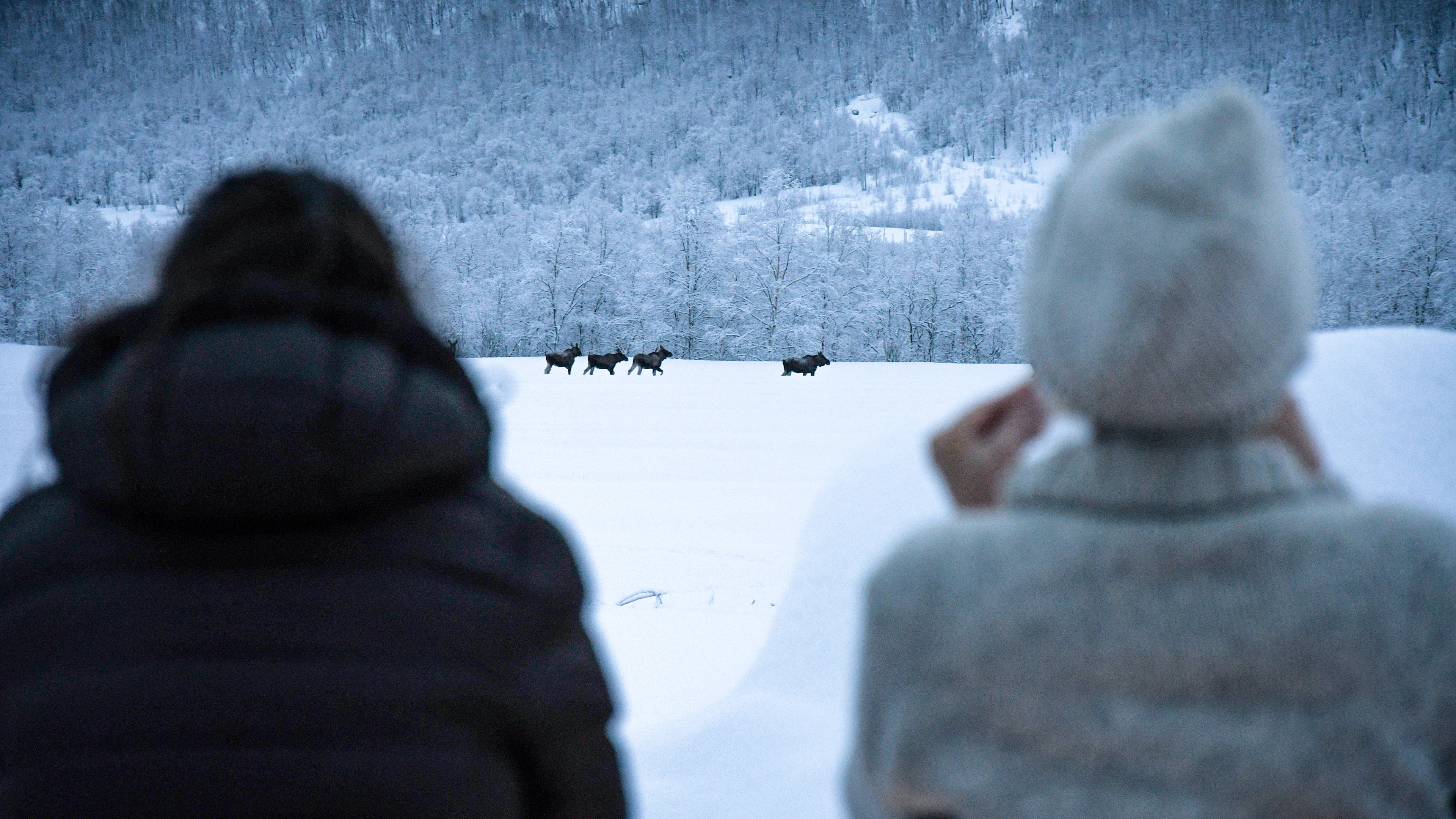 People looking at moose from afar, in a snowy landscape.