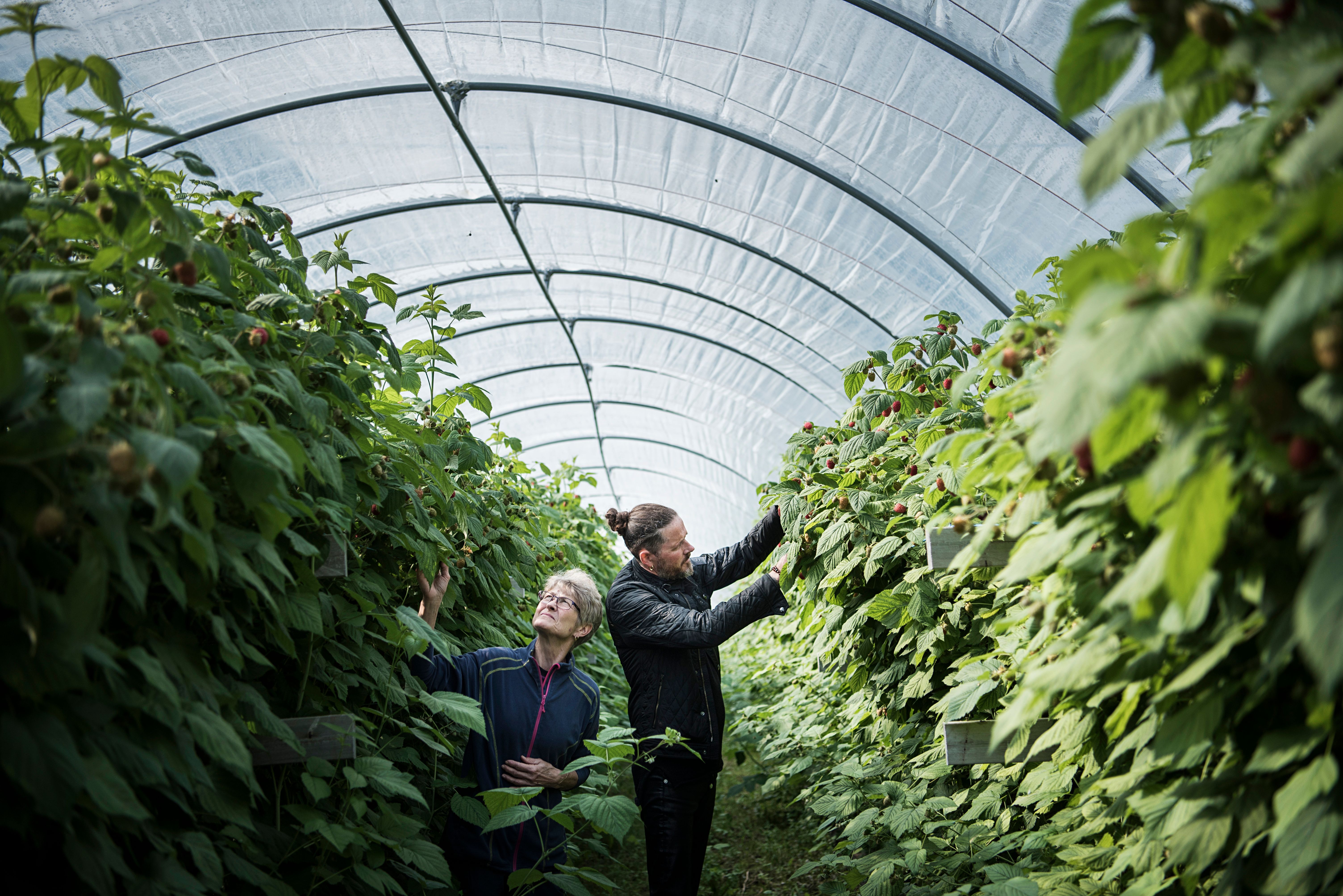 Two people picking raspberries.