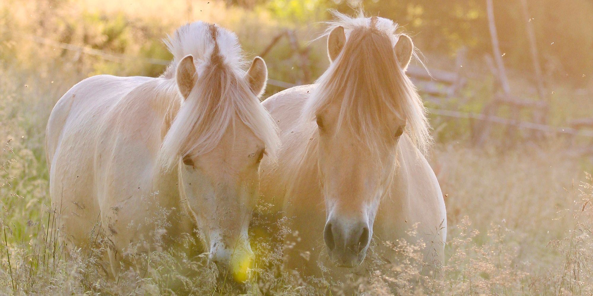 A couple of Fjord horses in Norway in the field