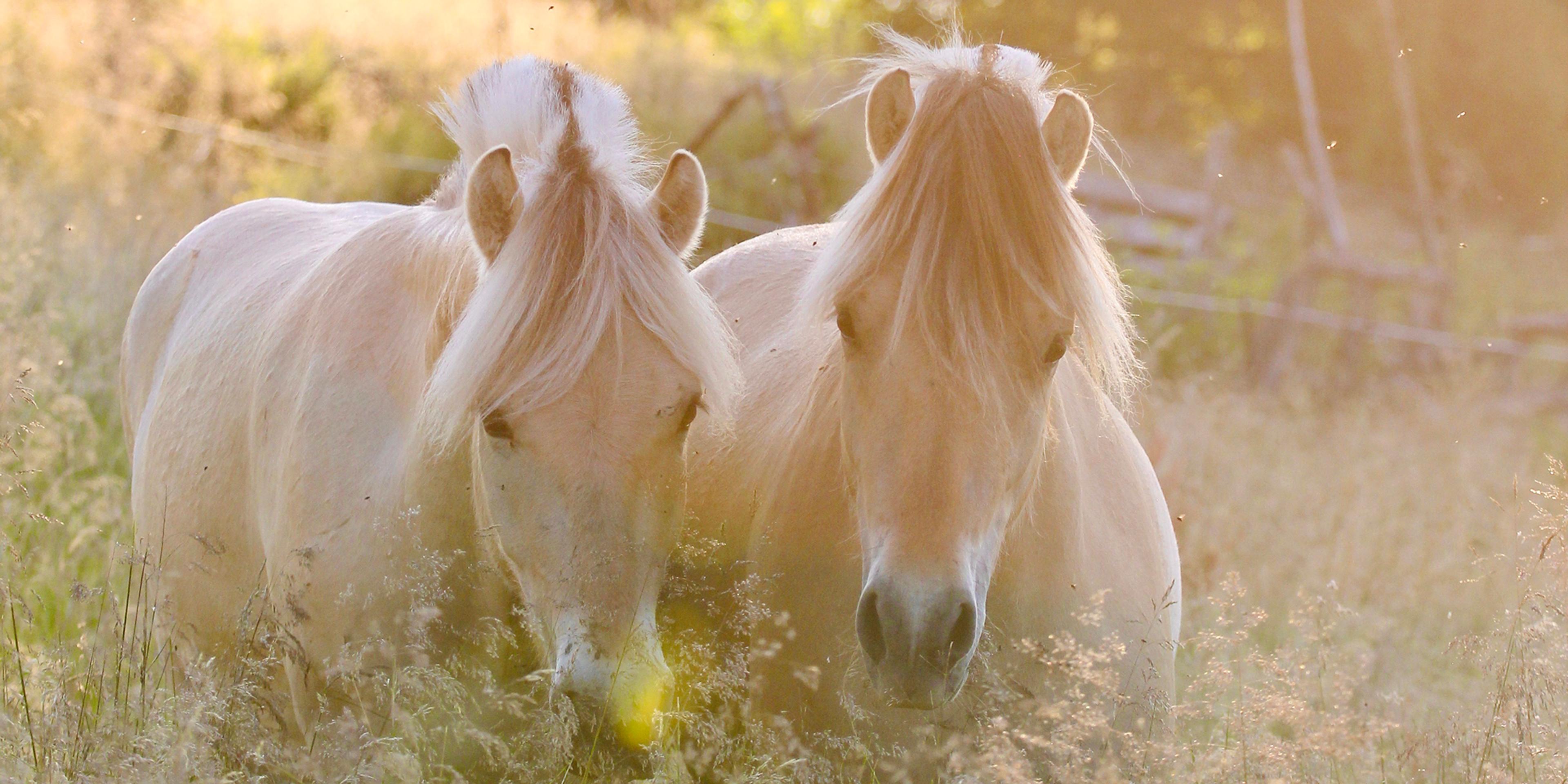 A couple of Fjord horses in Norway in the field