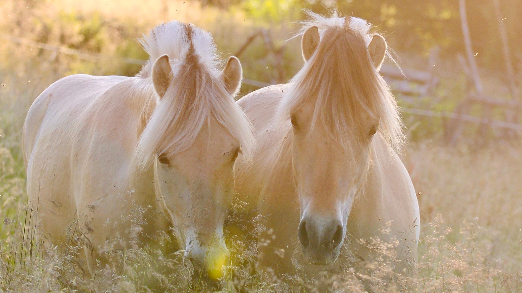 A couple of Fjord horses in Norway in the field