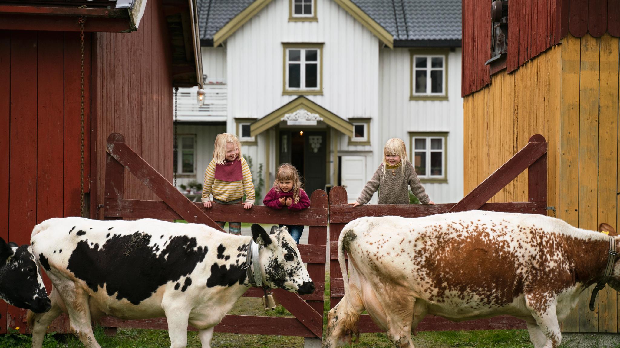 Activités à la ferme : trois jeunes enfants regardent passer les vaches à la ferme Fannremsgården dans le Trøndelag, en Norvège