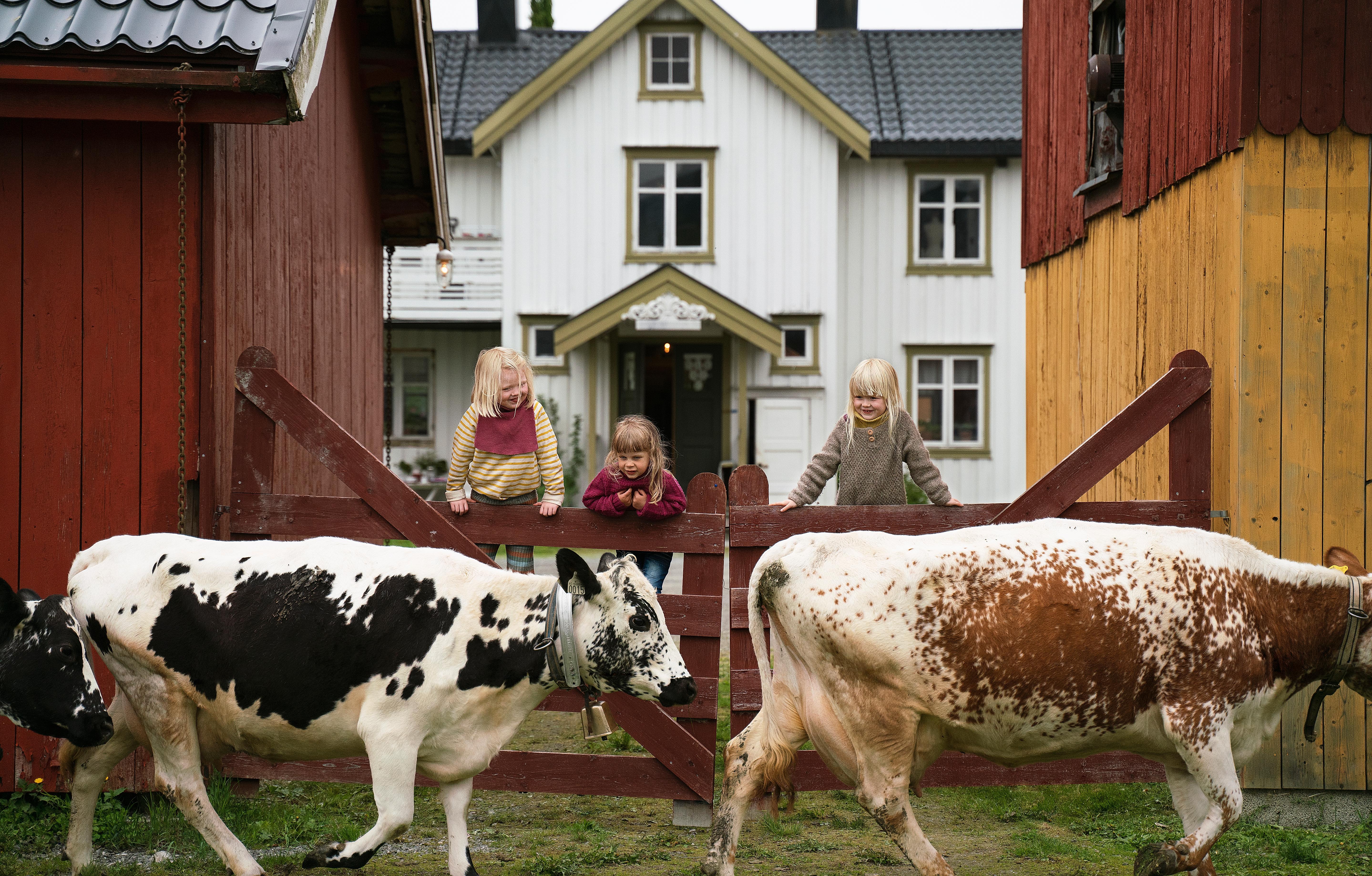 Farm activities: Three children watching two cows at Fannremsgården in Trøndelag, Norway