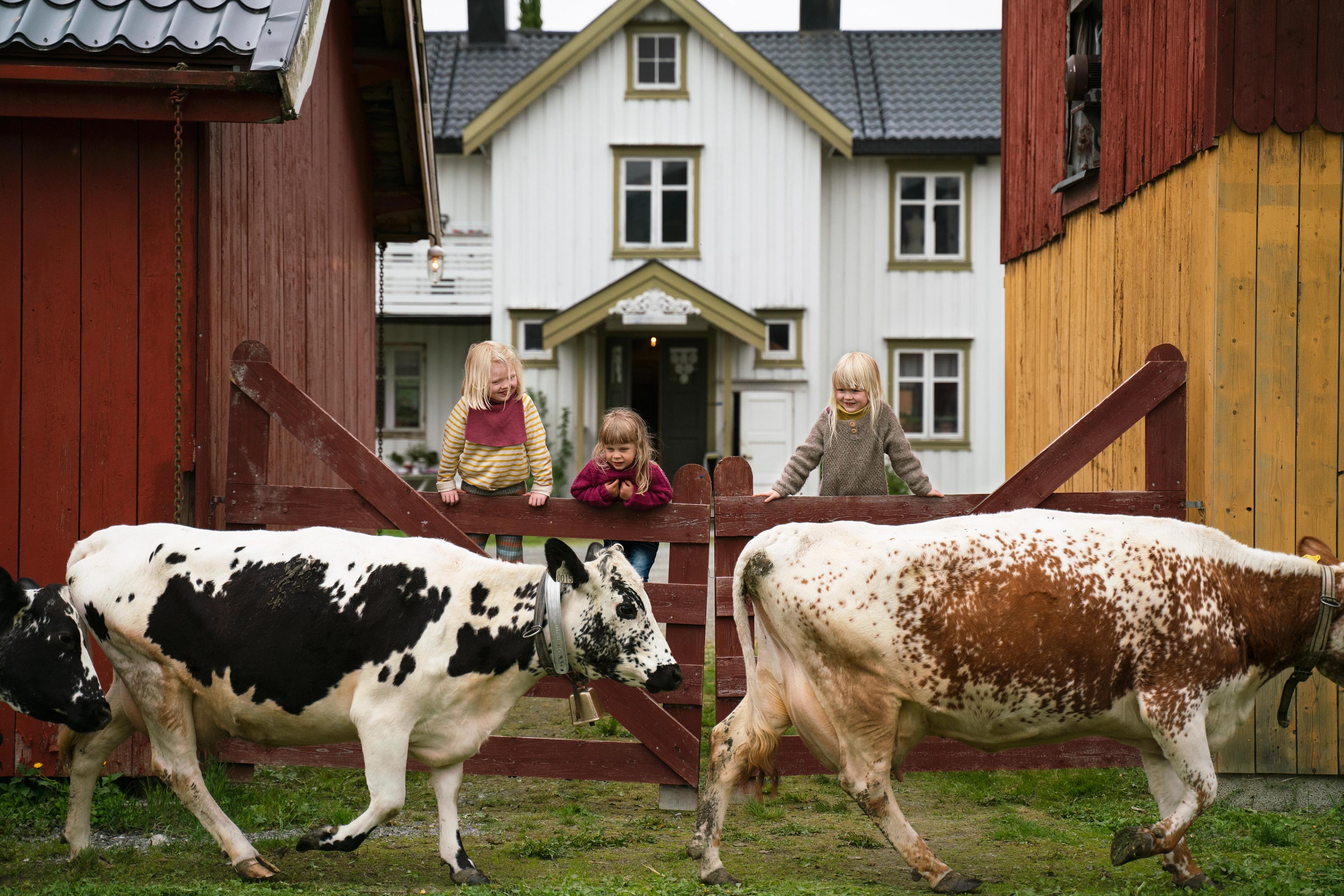 Farm activities: Three children watching two cows at Fannremsgården in Trøndelag, Norway