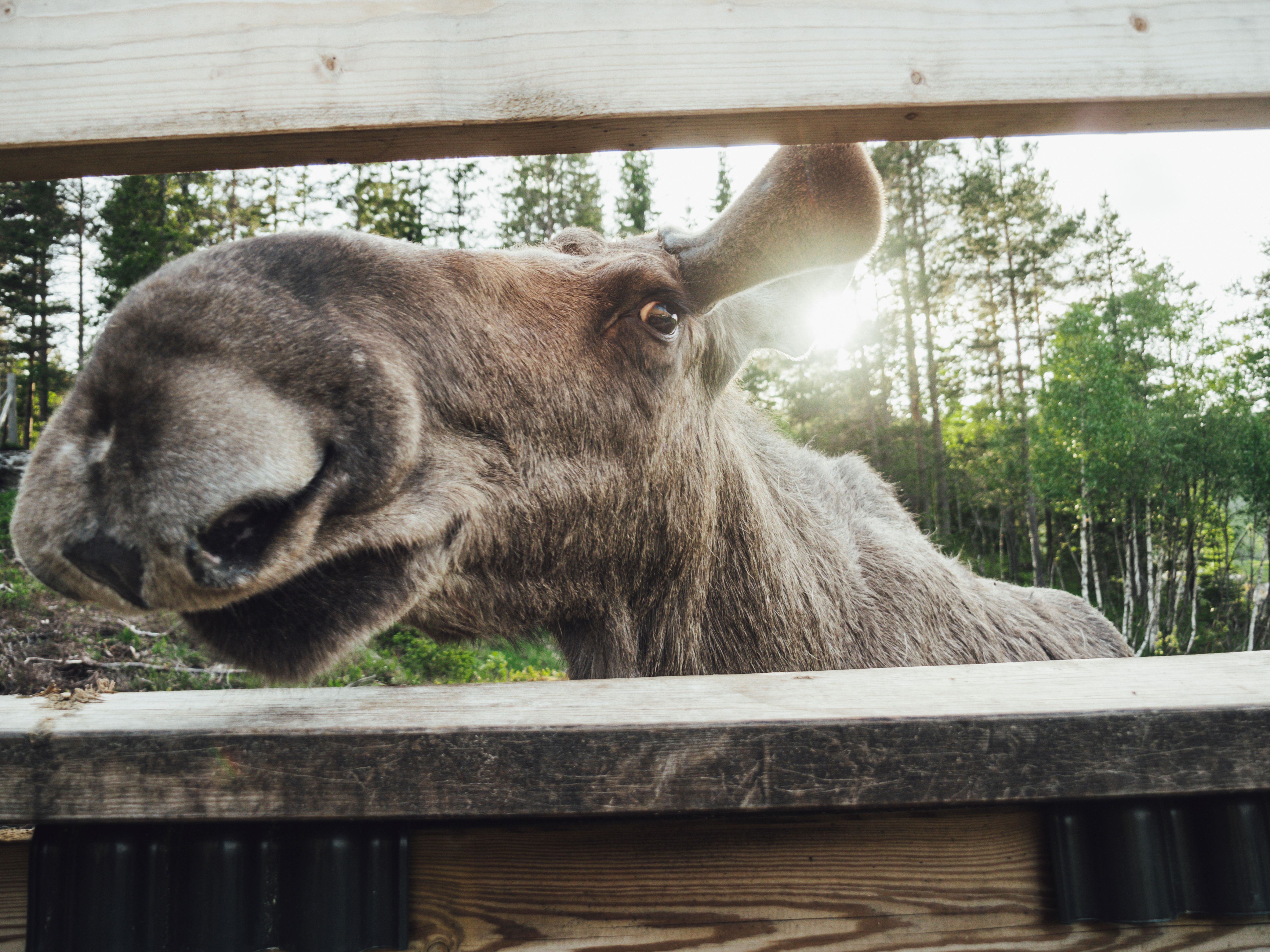 Close up of a moose at Viltgården in Iveland in Southern Norway