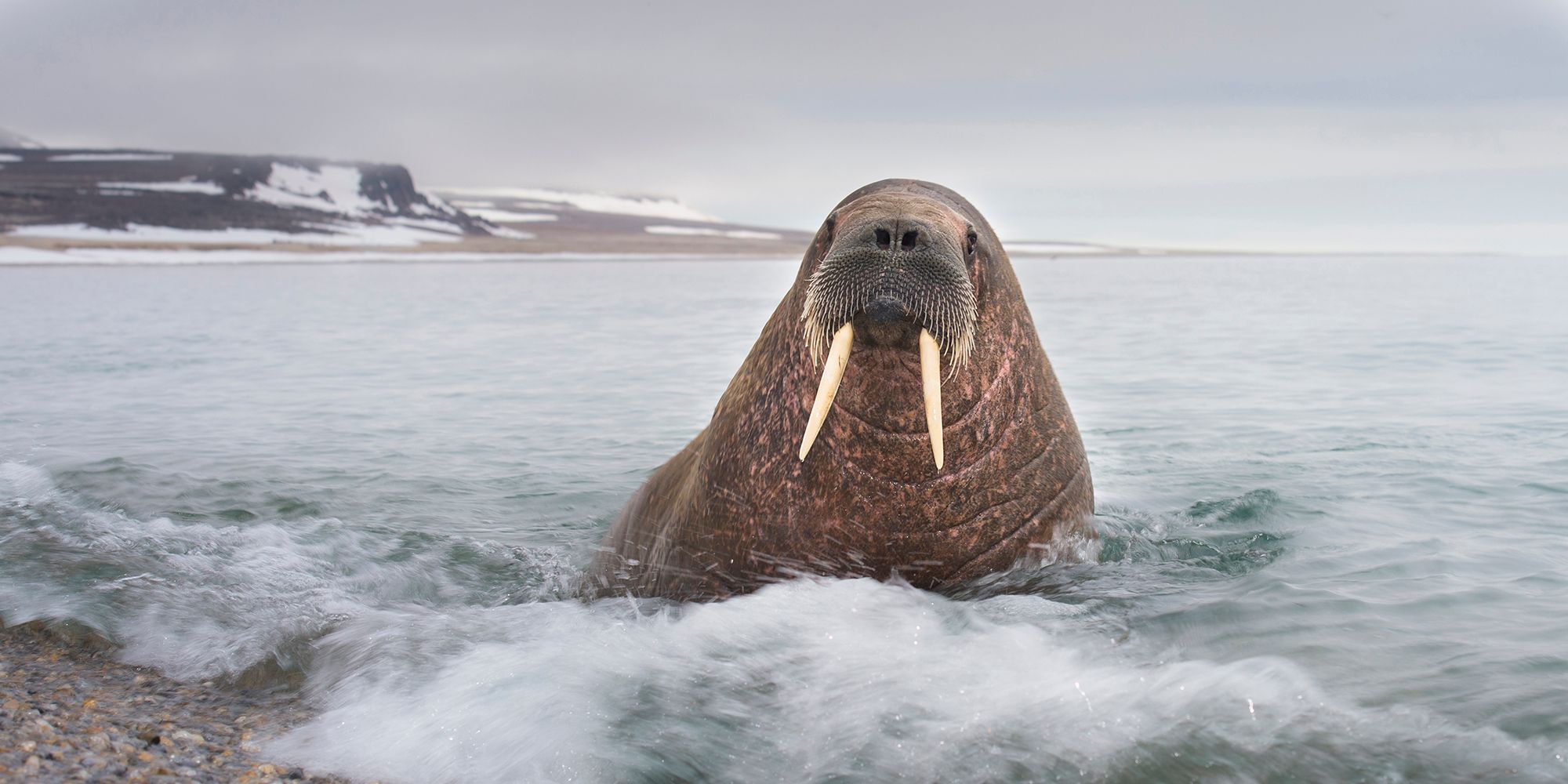 Walrus on the beach of Svalbard, Northern Norway