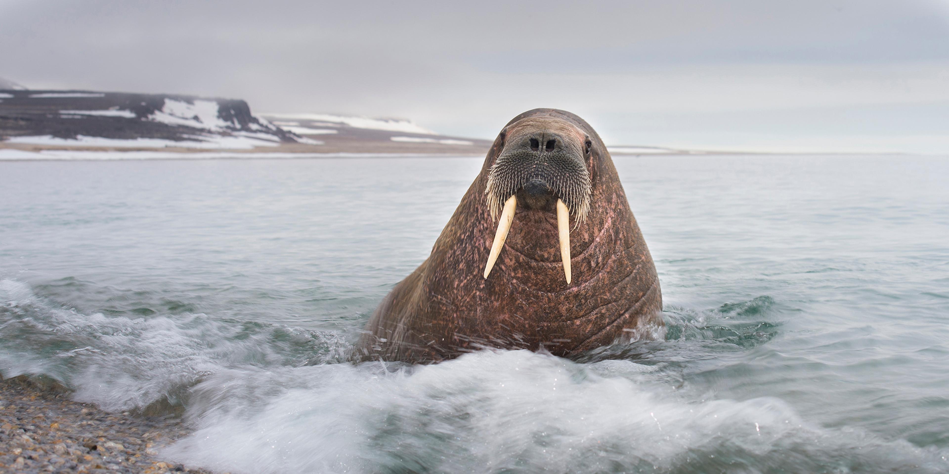 Walrus on the beach of Svalbard, Northern Norway