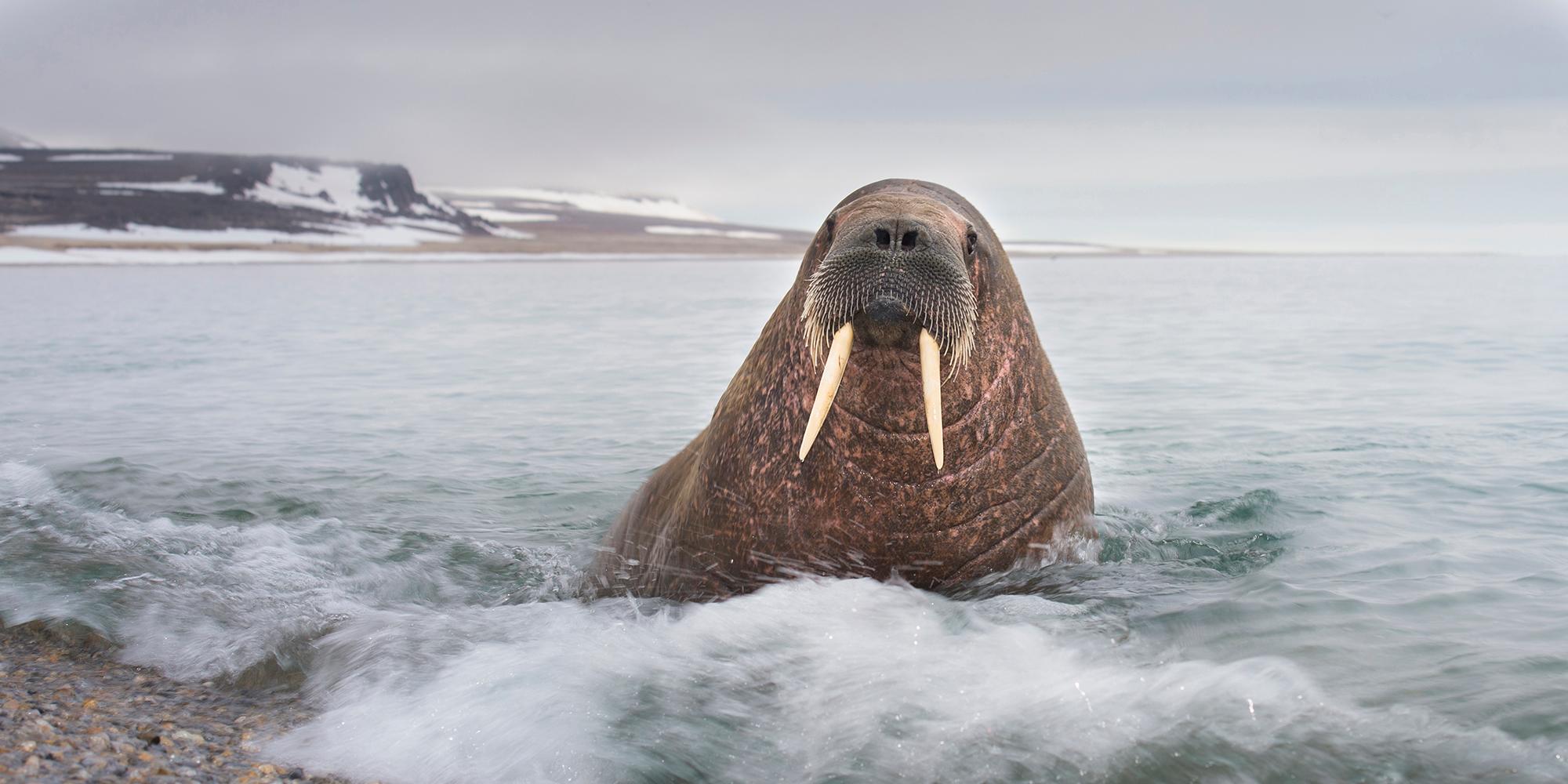 Walrus on the beach of Svalbard, Northern Norway