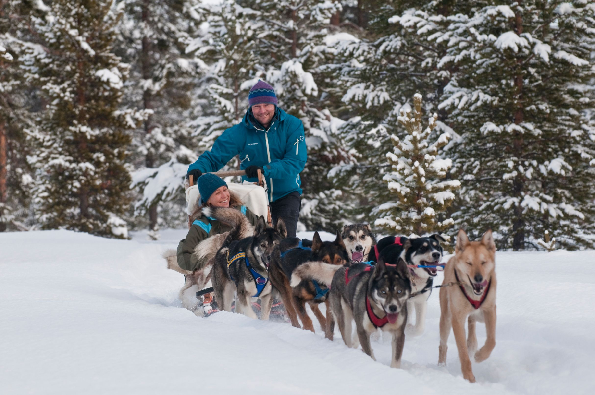 Dog sledding in Norway