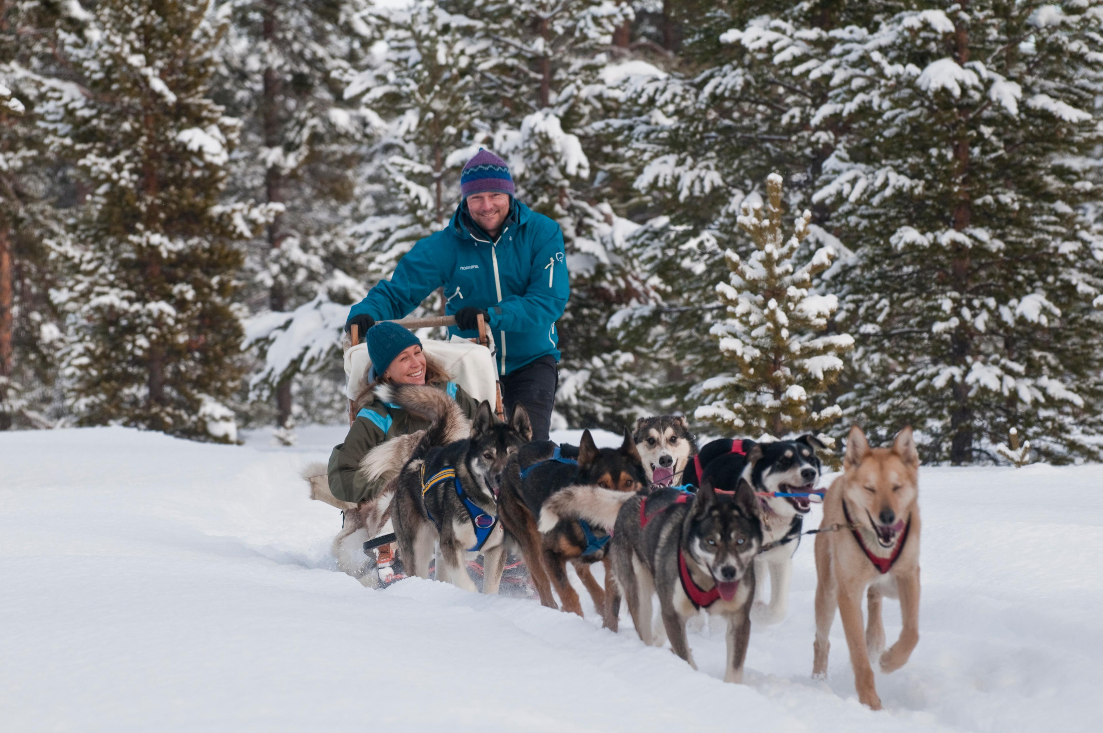 Dog sledding in Norway