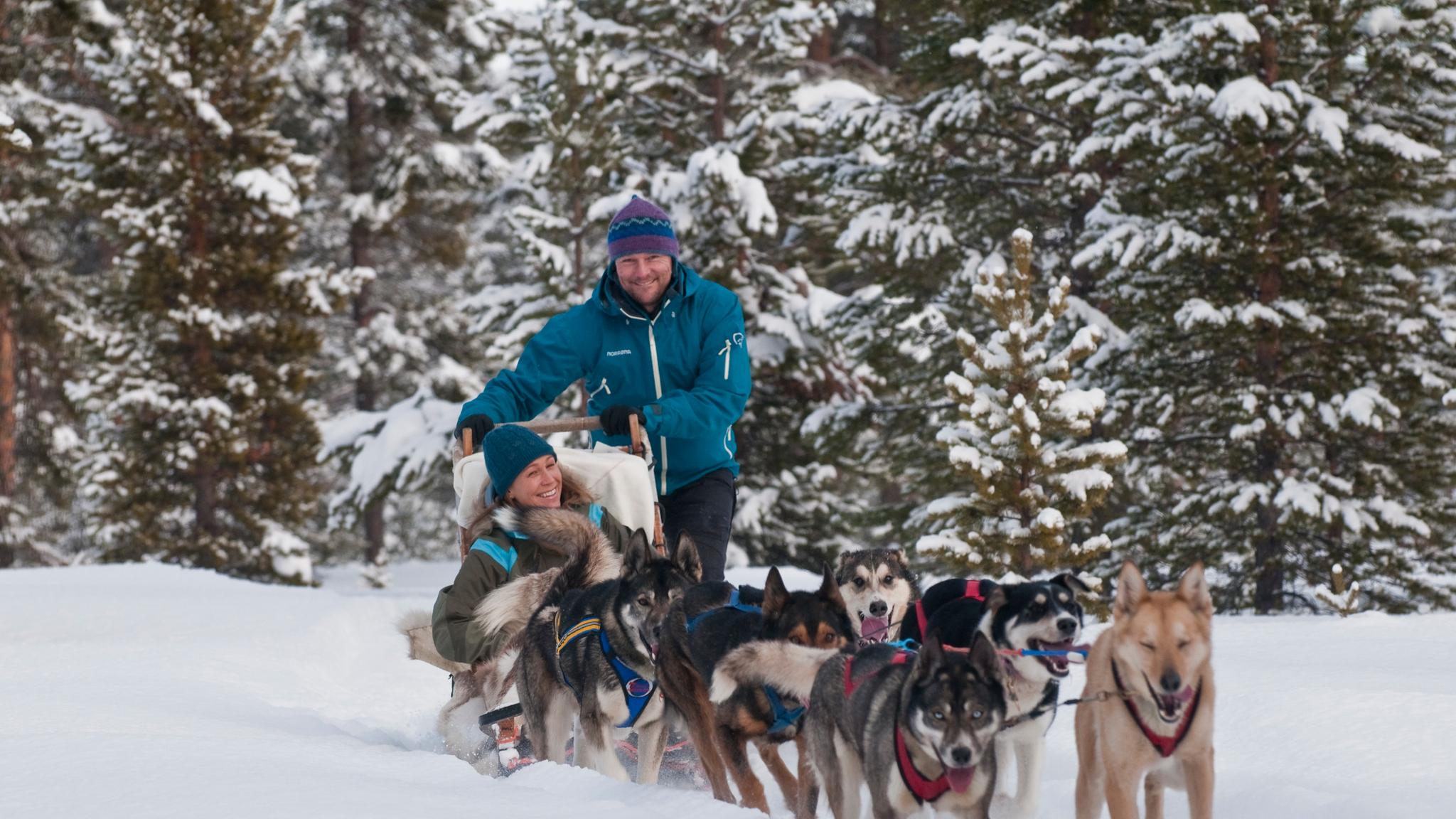 Dog sledding in Norway