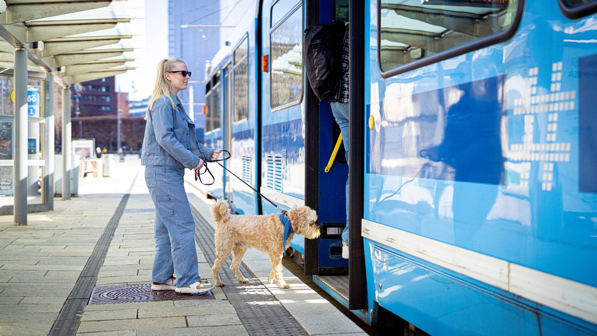 Dog entering the tram at Aker Brygge in Oslo, Eastern Norway