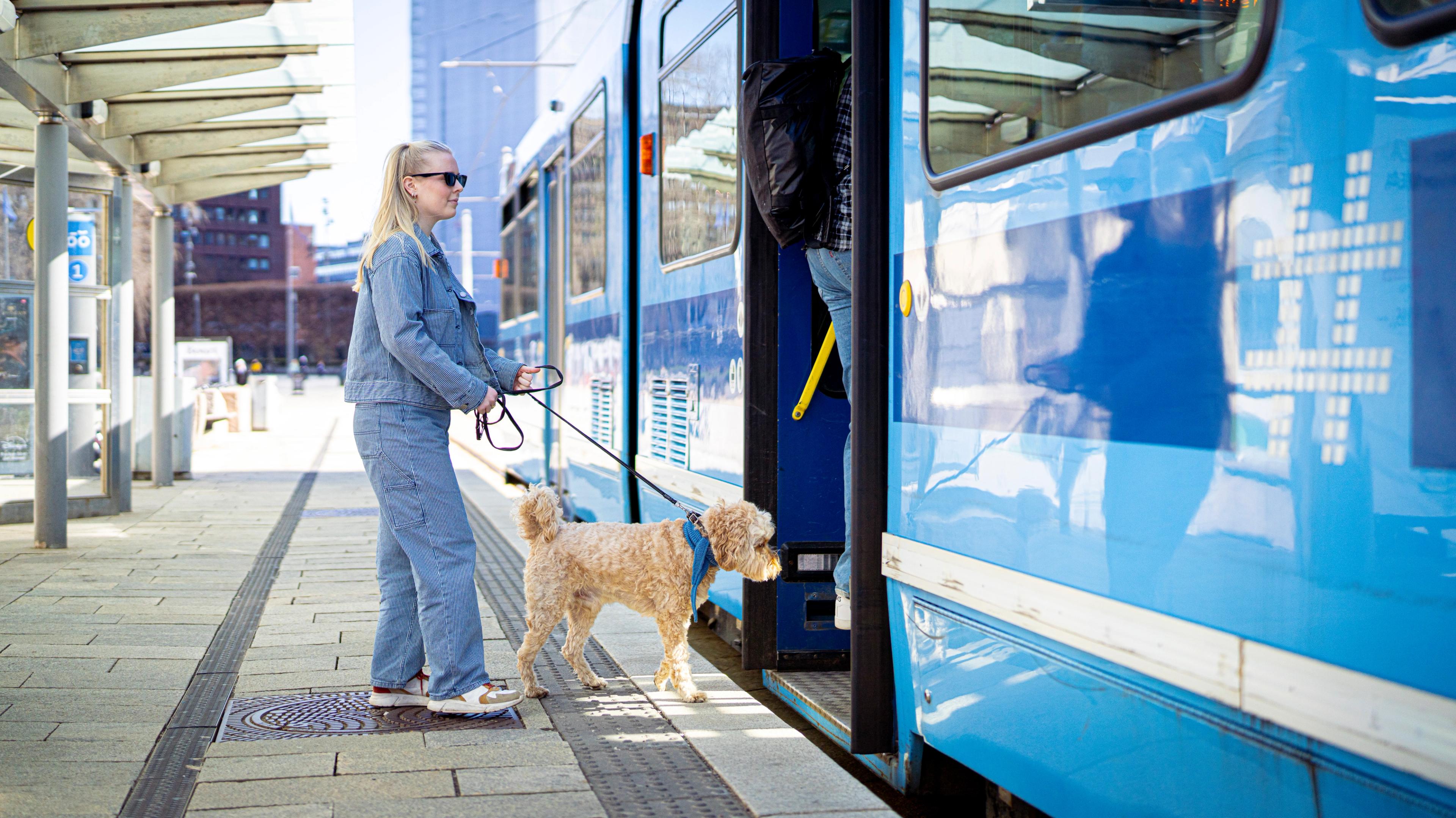 Dog entering the tram at Aker Brygge in Oslo, Eastern Norway