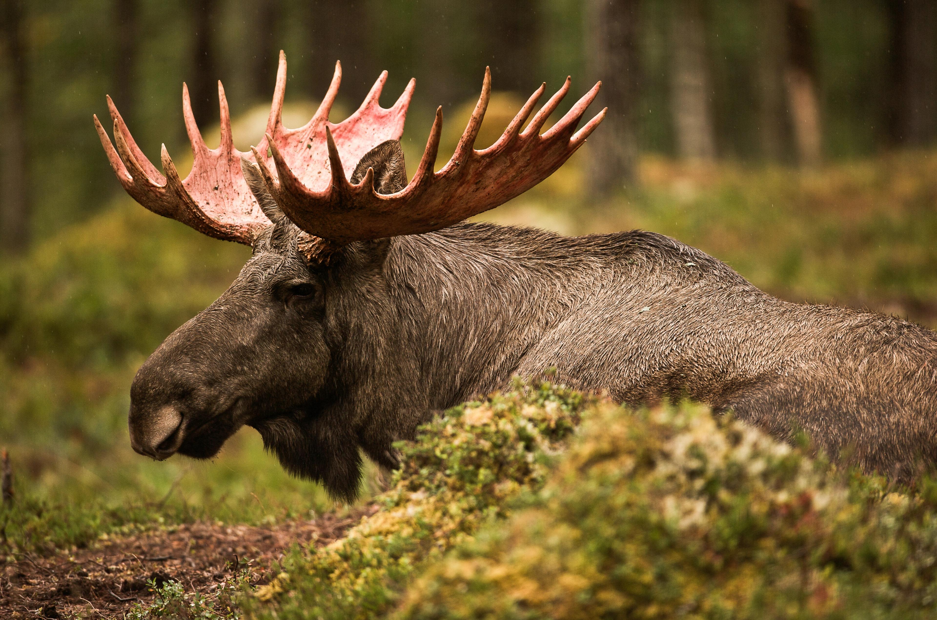 A moose laying down in the woods