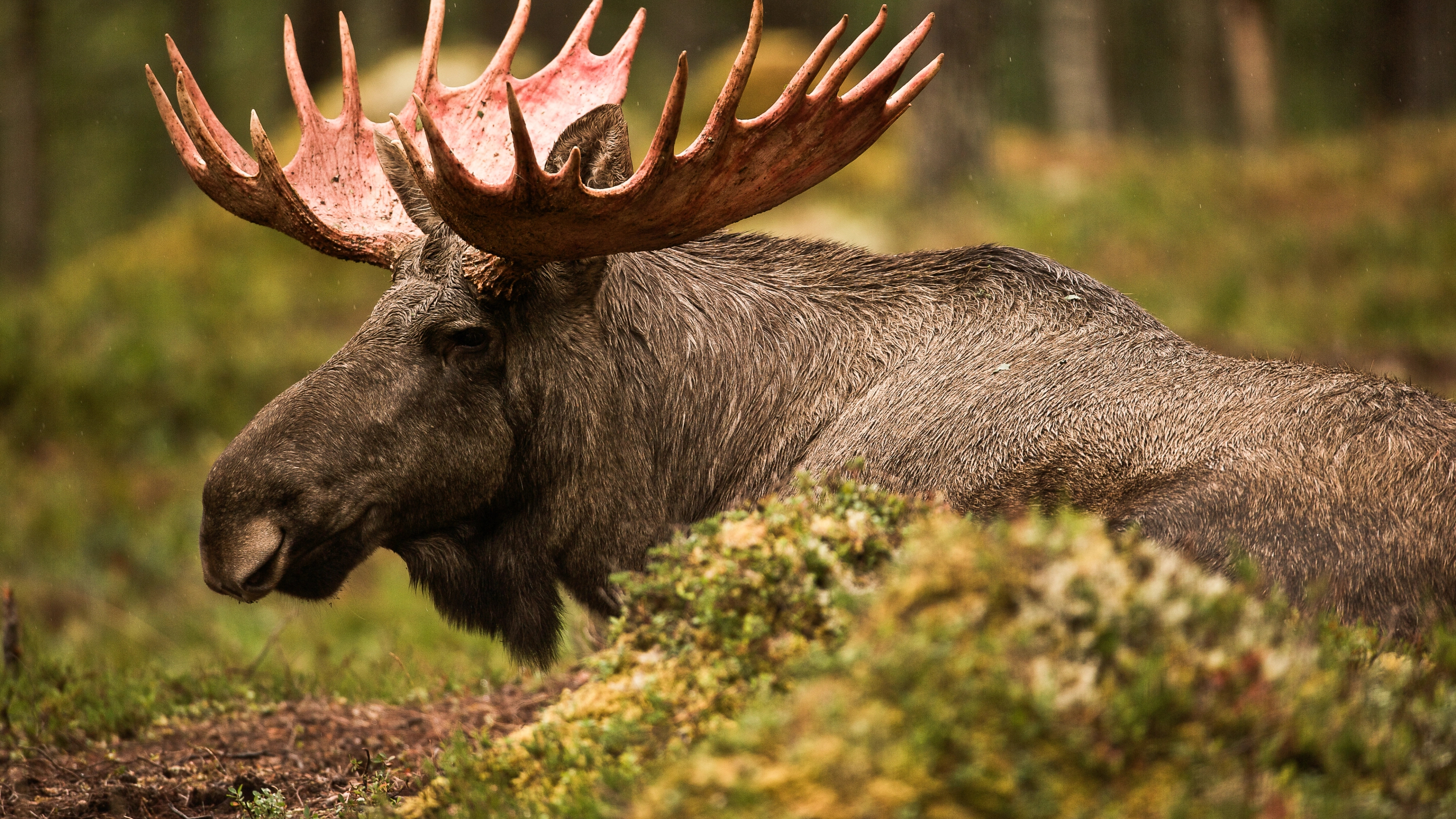 A moose laying down in the woods