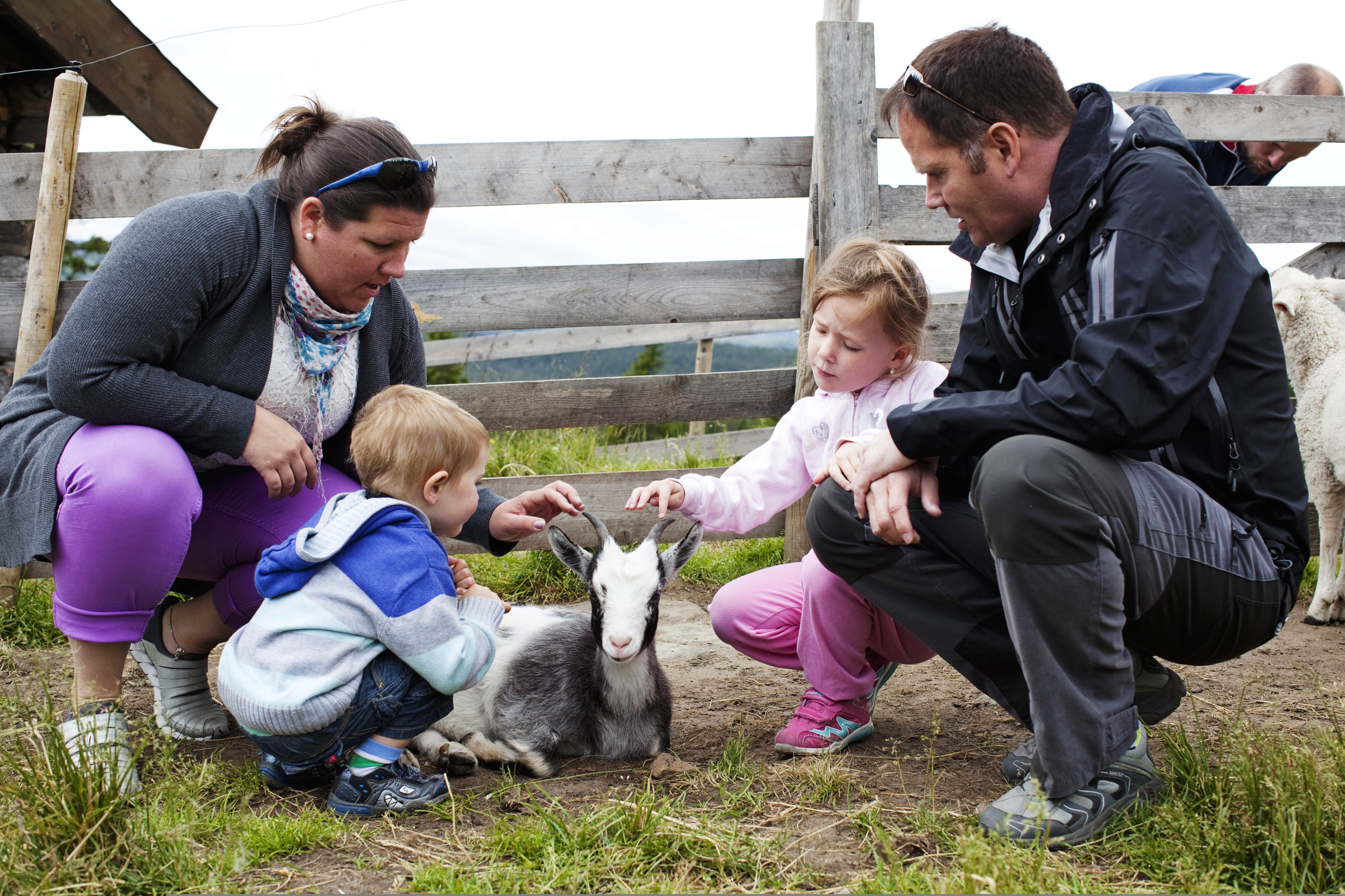 Eine Familie streichelt die Ziegen bei Håvardsrud Seterliv in Rjukan