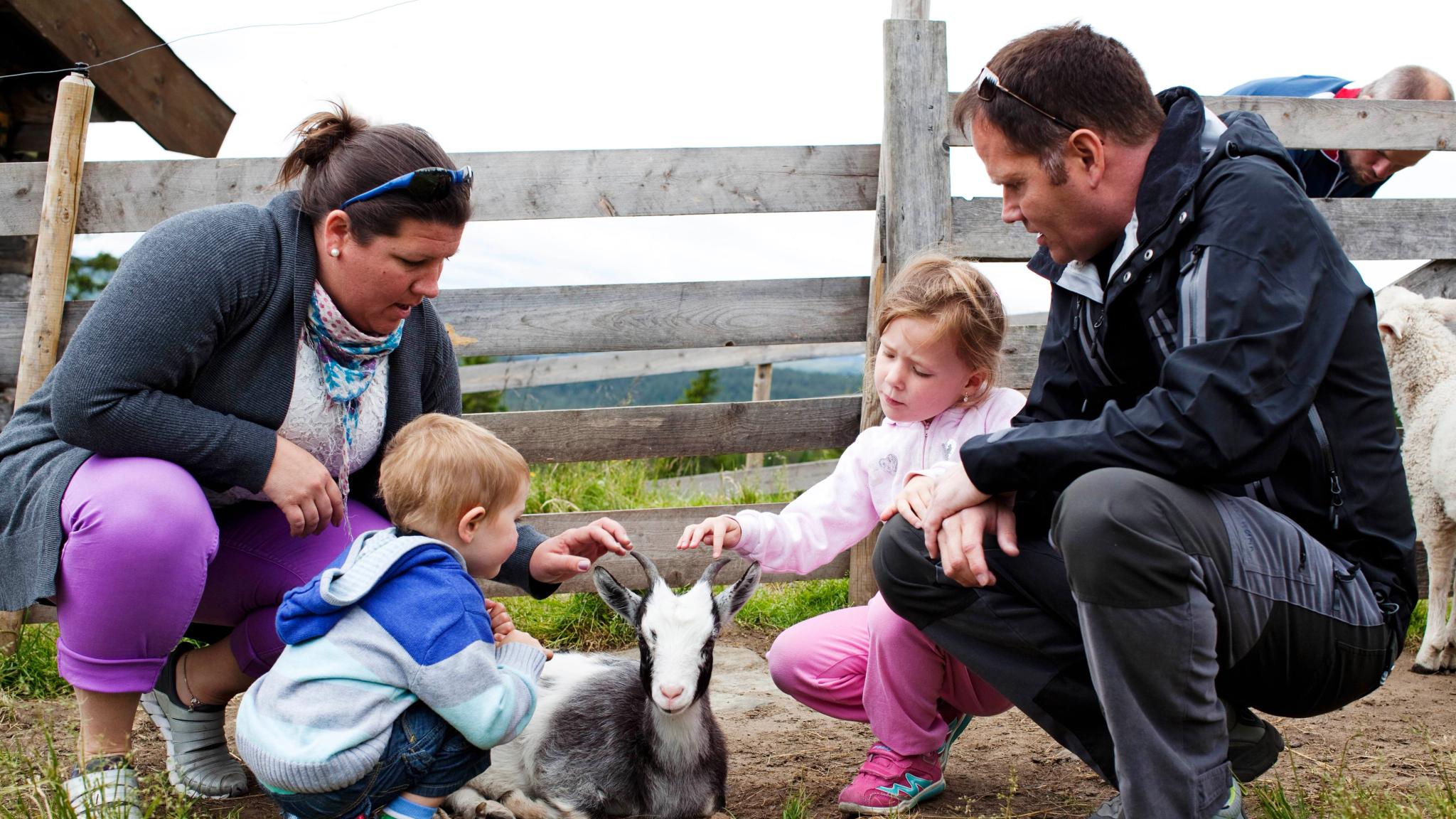 En familj klappar djuren på gården Håvardsrud Seterliv i Rjukan
