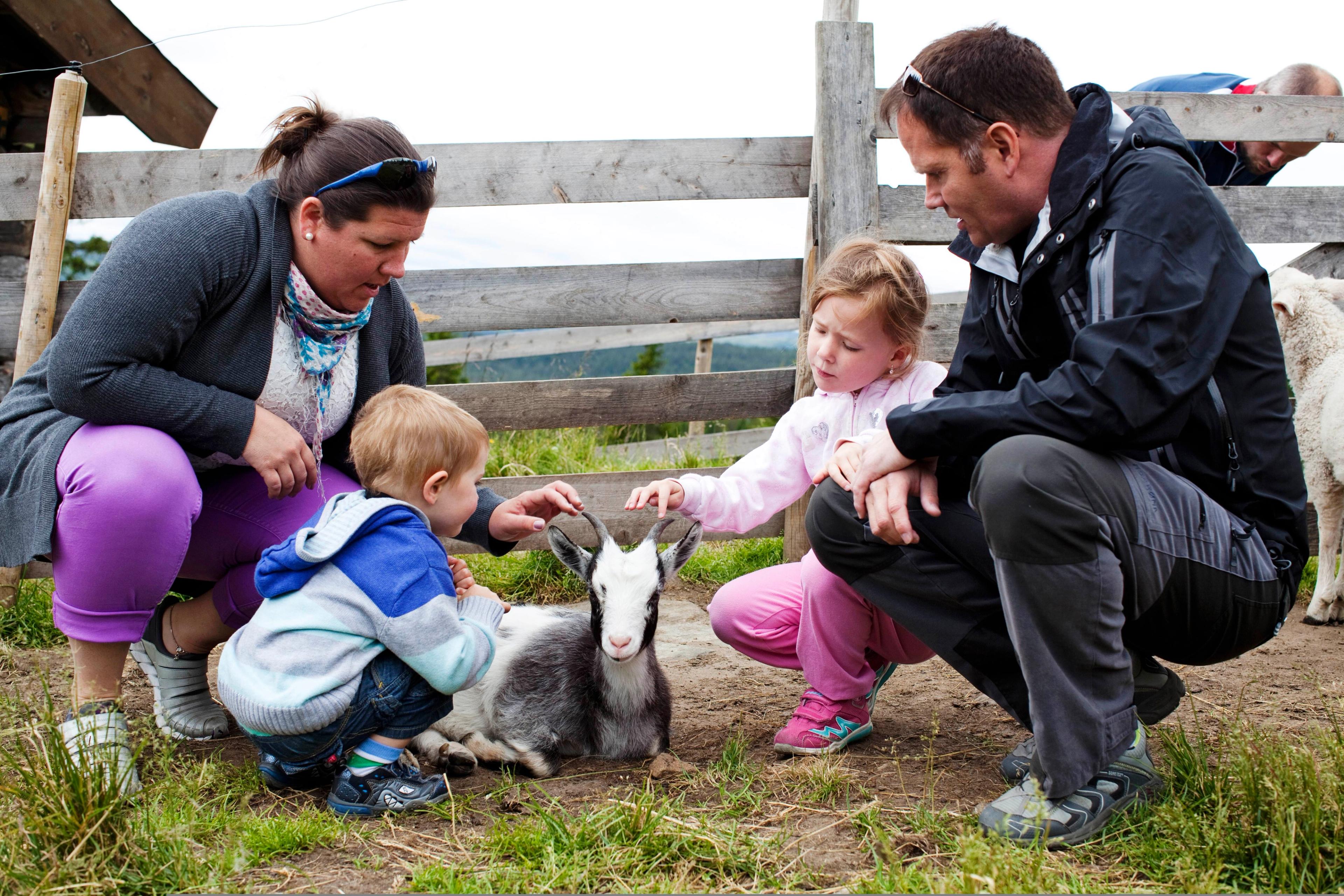 Een gezin dat dieren aait bij Håvardsrud Seterliv in Rjukan