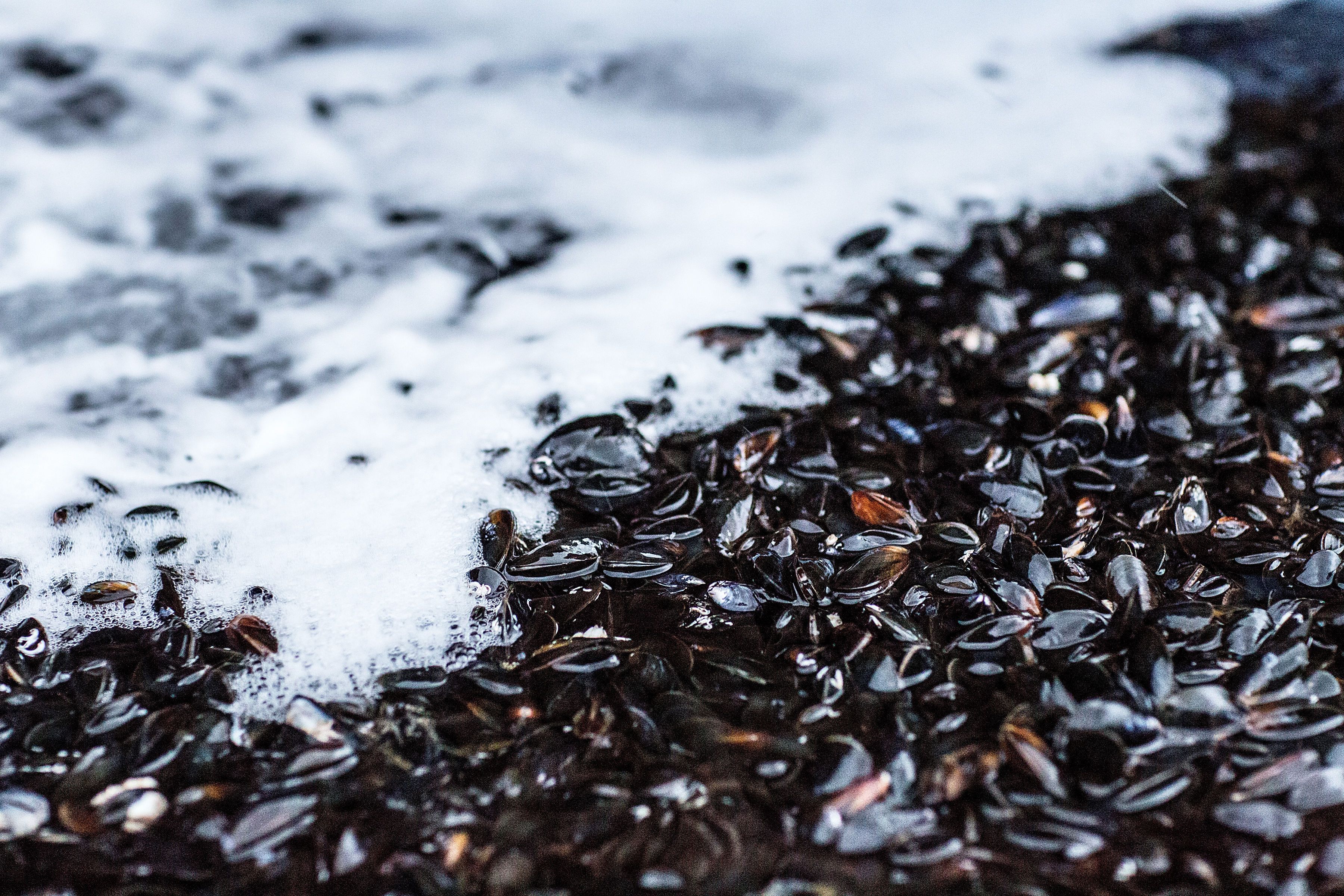 Seashell and mussels by the ocean.