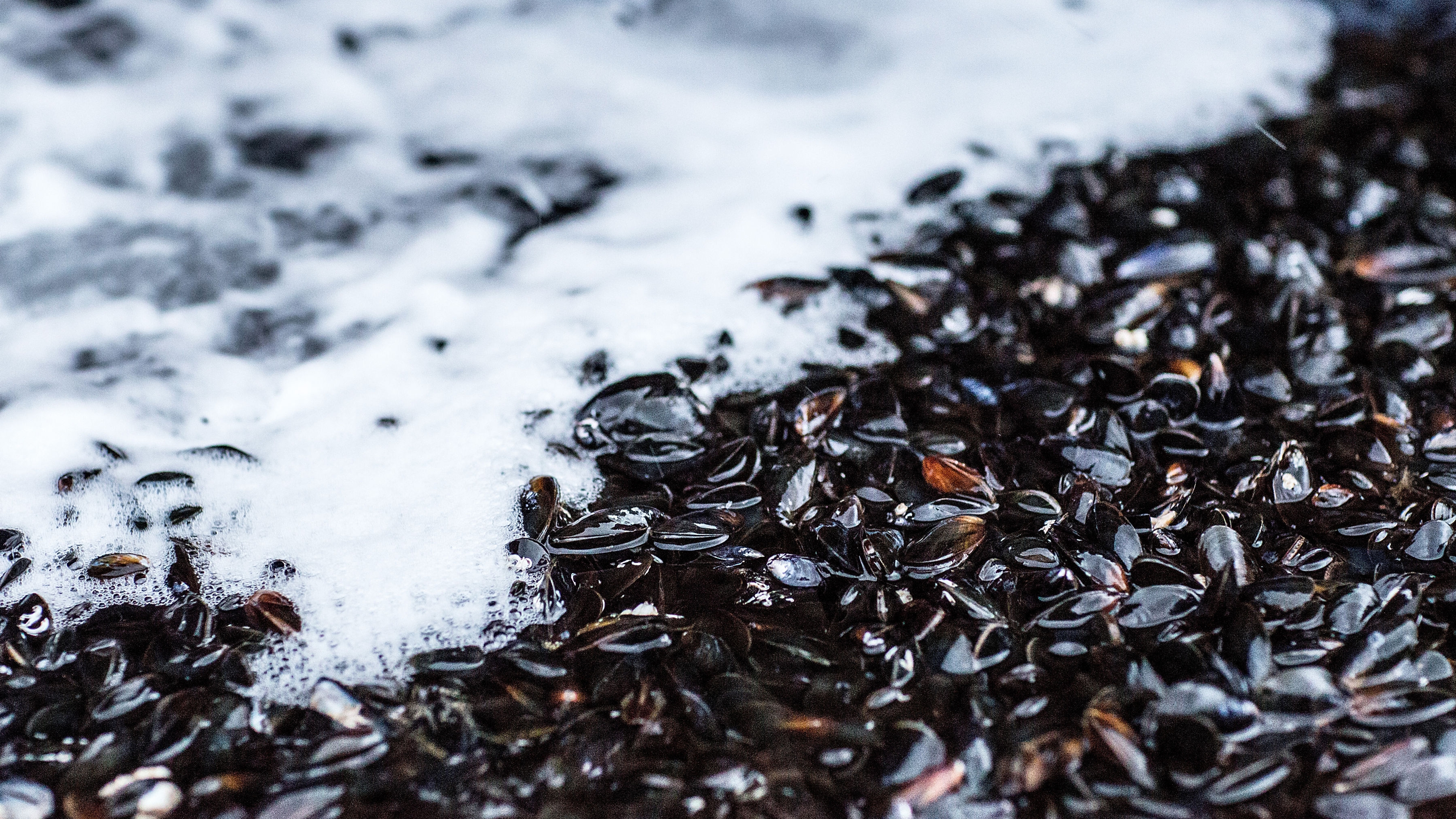 Seashell and mussels by the ocean.