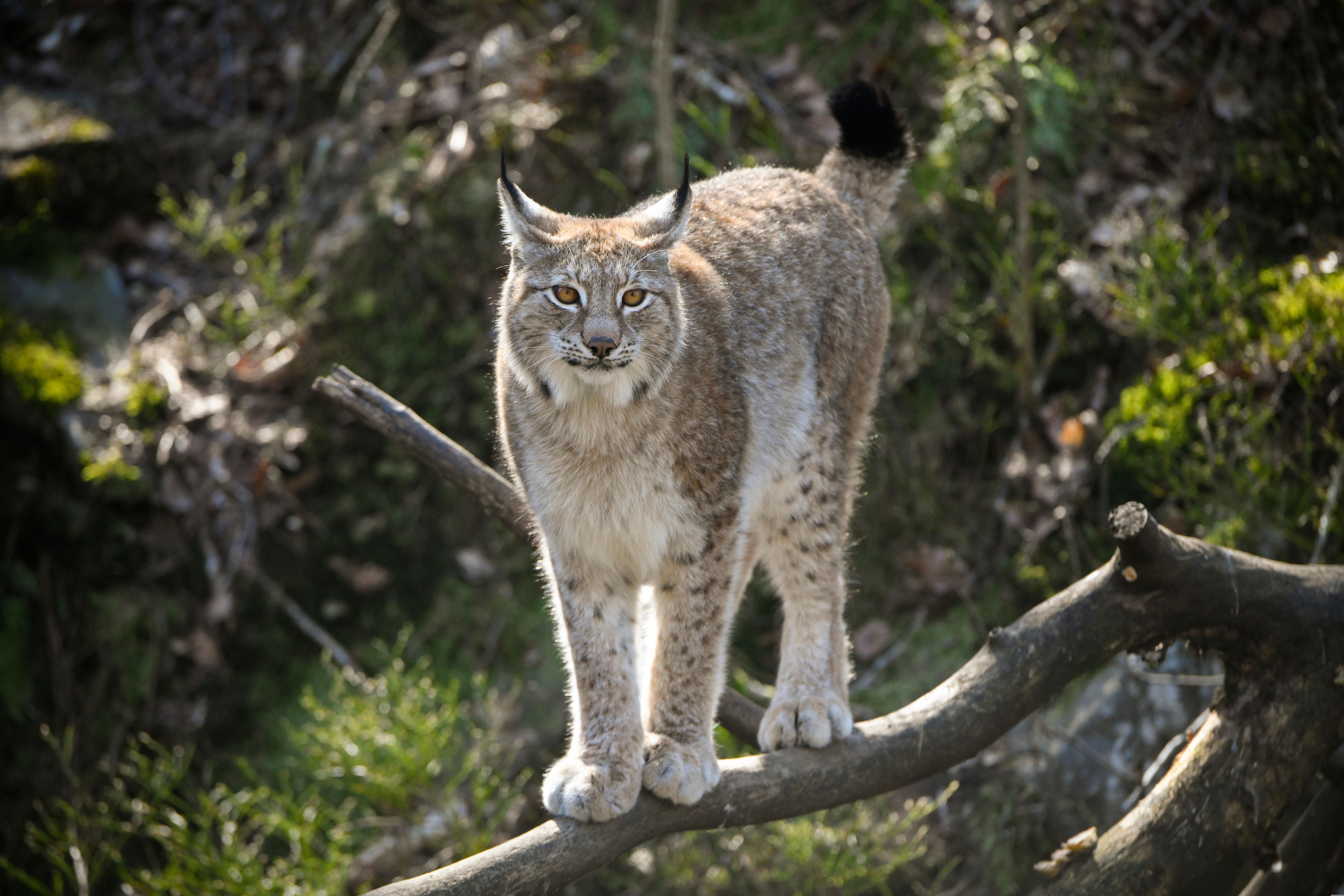 Lynx in Dyreparken Zoo in Kristiansand
