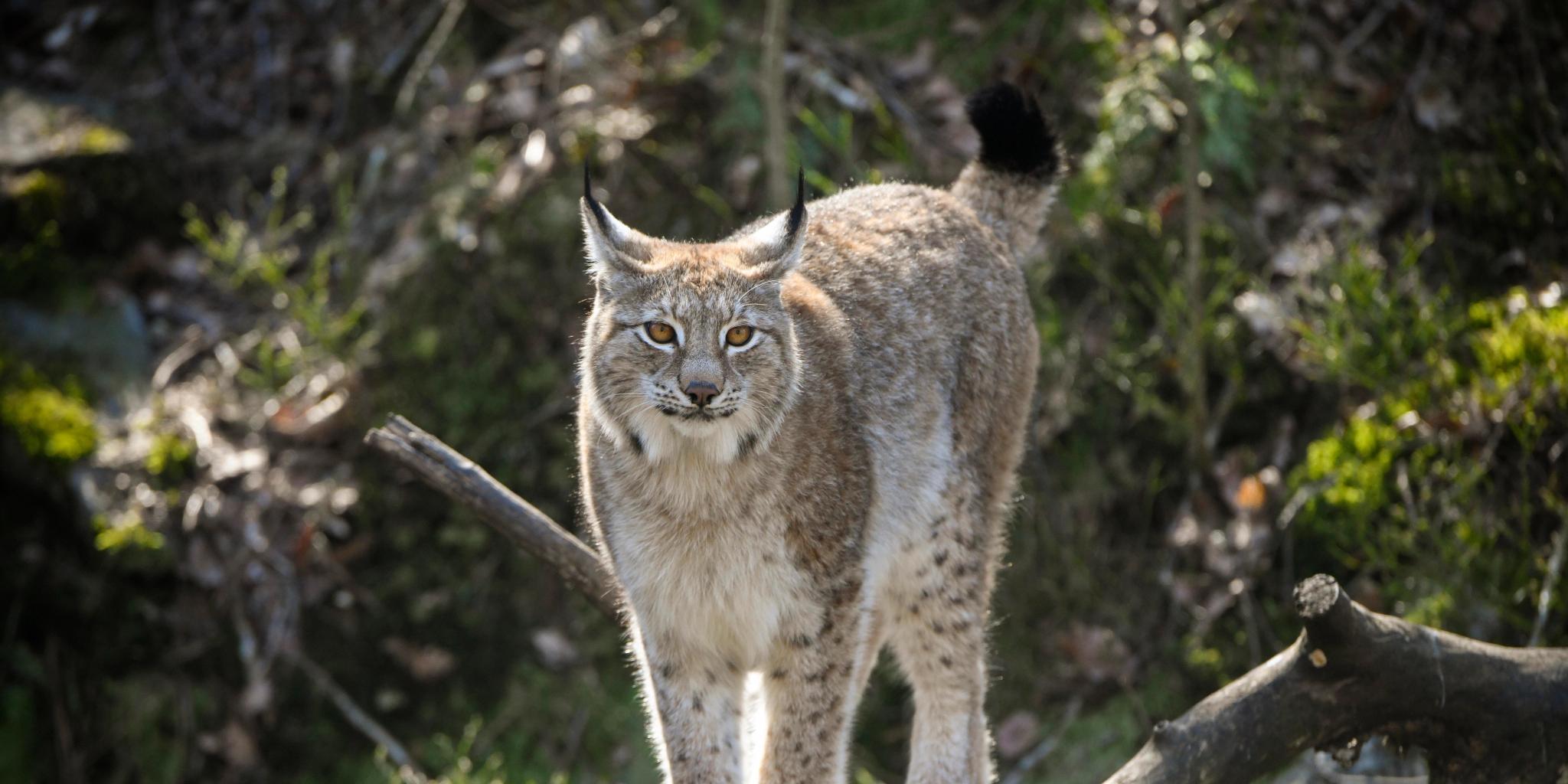 Lynx in Dyreparken Zoo in Kristiansand