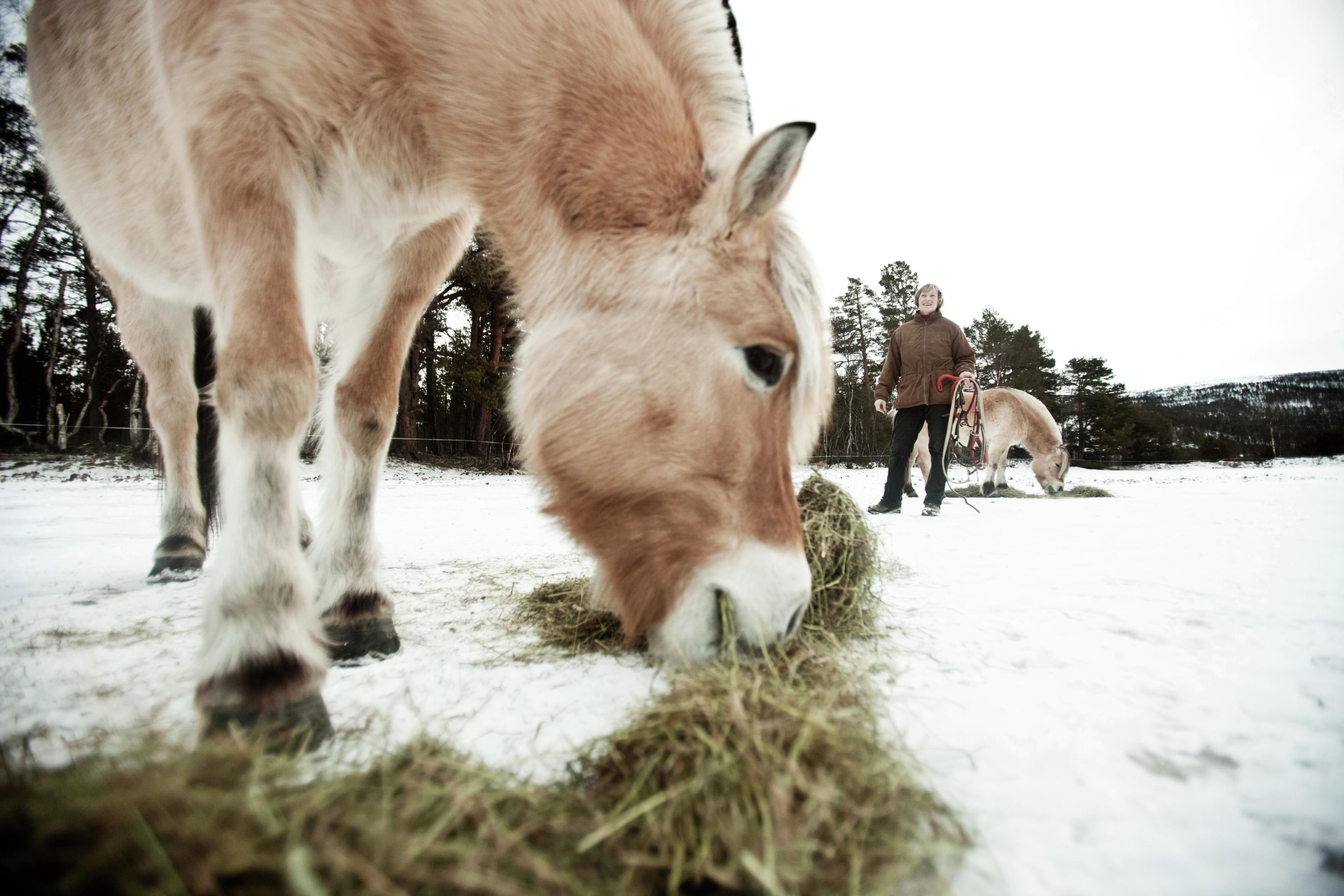 Fjordhester på Kvebergsøya Gard
