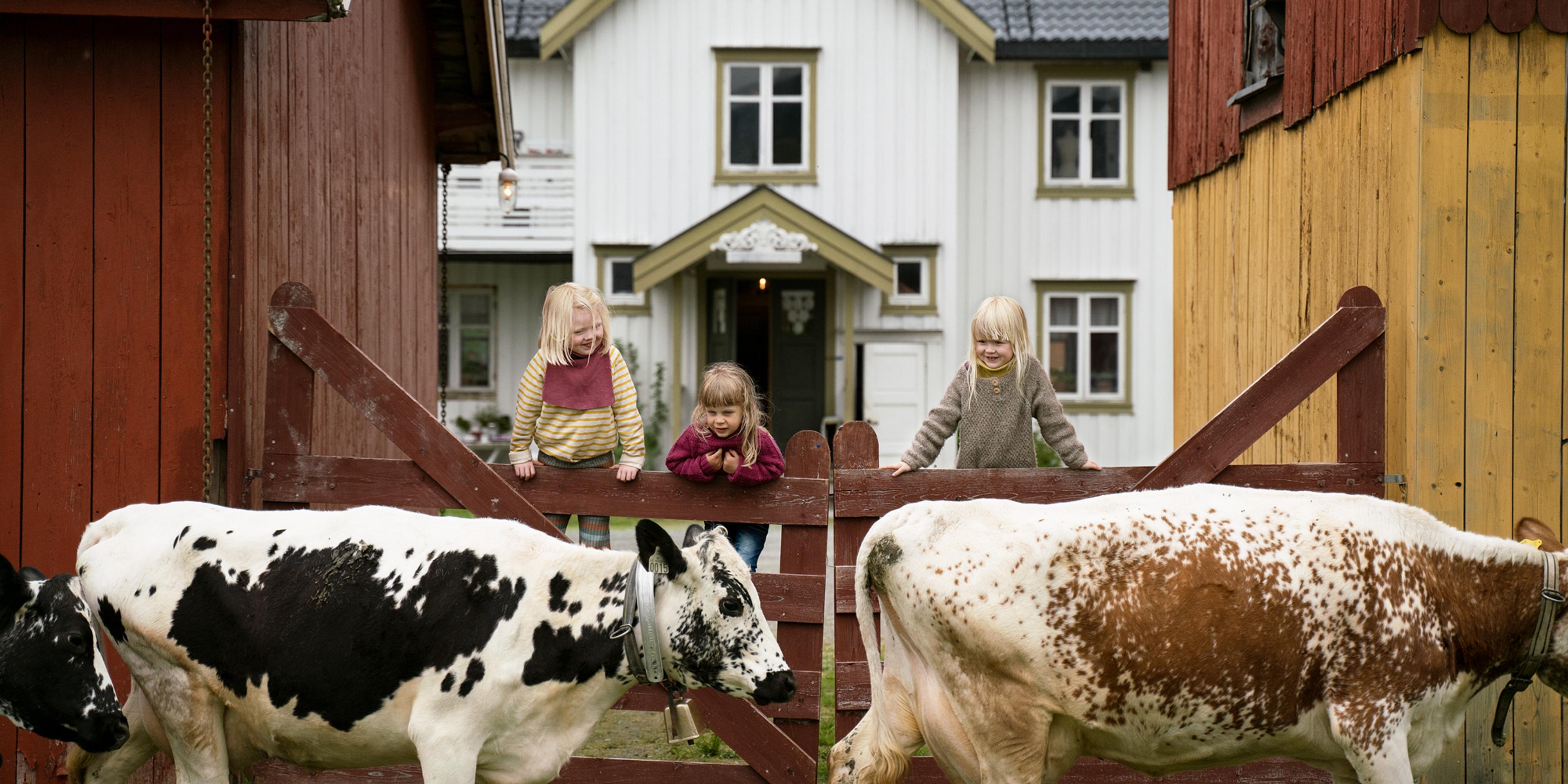 Kids at a farm looking at the cows walking by in Trøndelag