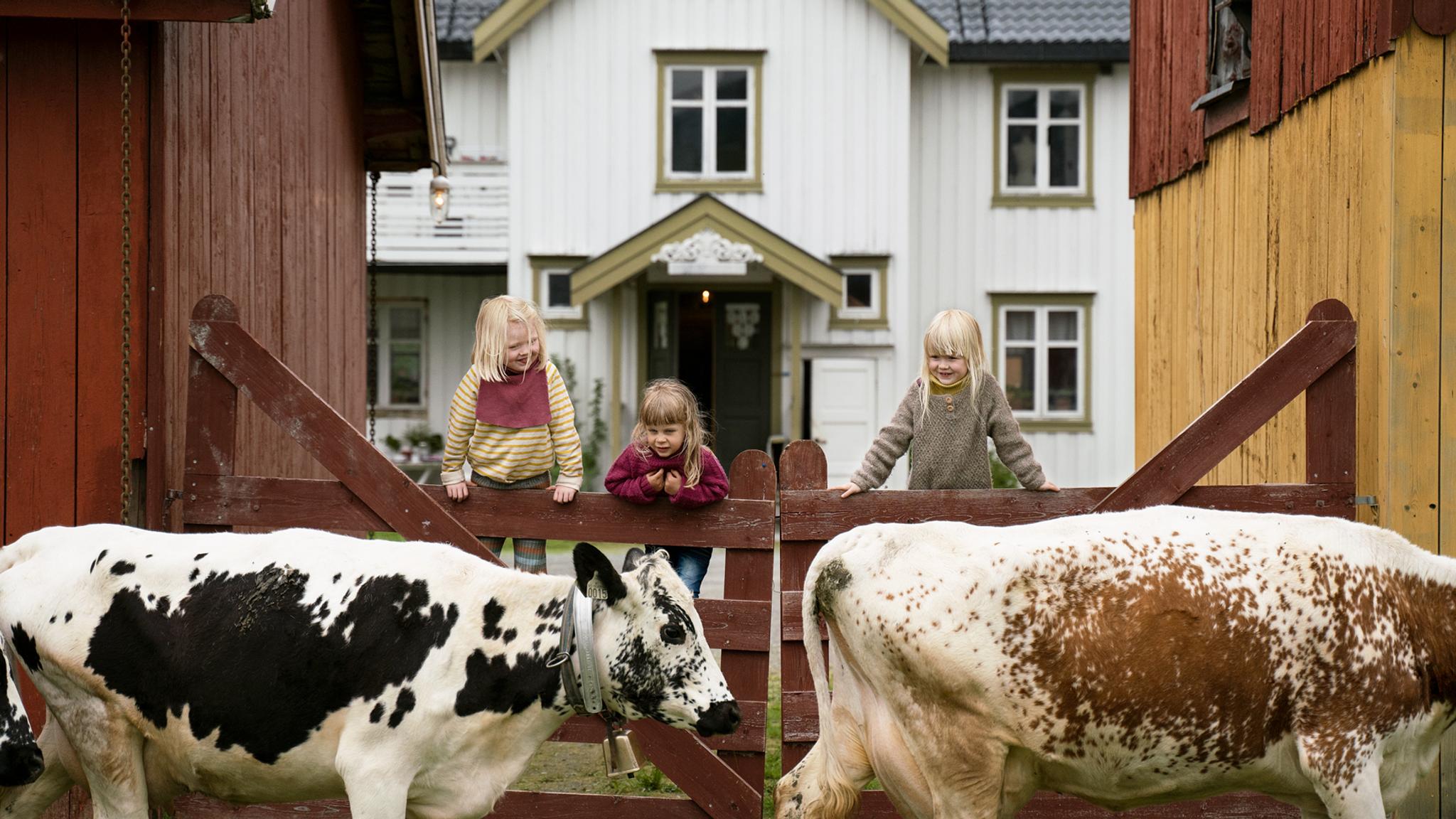Kids at a farm looking at the cows walking by in Trøndelag