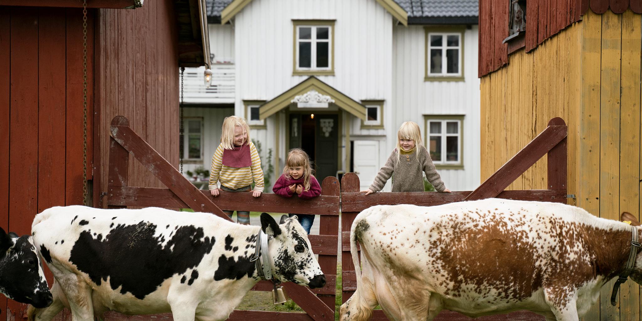 Kids at a farm looking at the cows walking by in Trøndelag