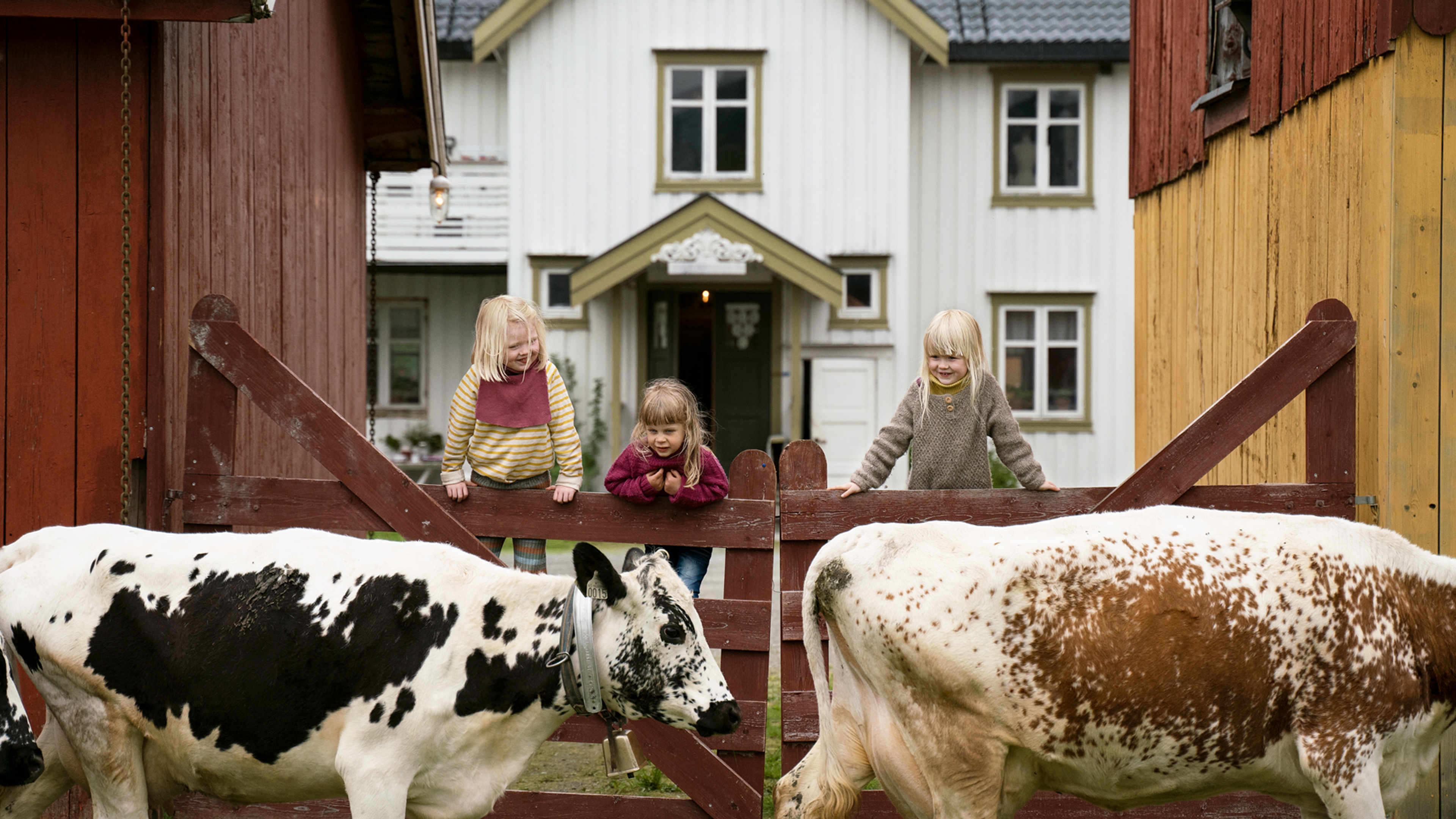 Kids at a farm looking at the cows walking by in Trøndelag