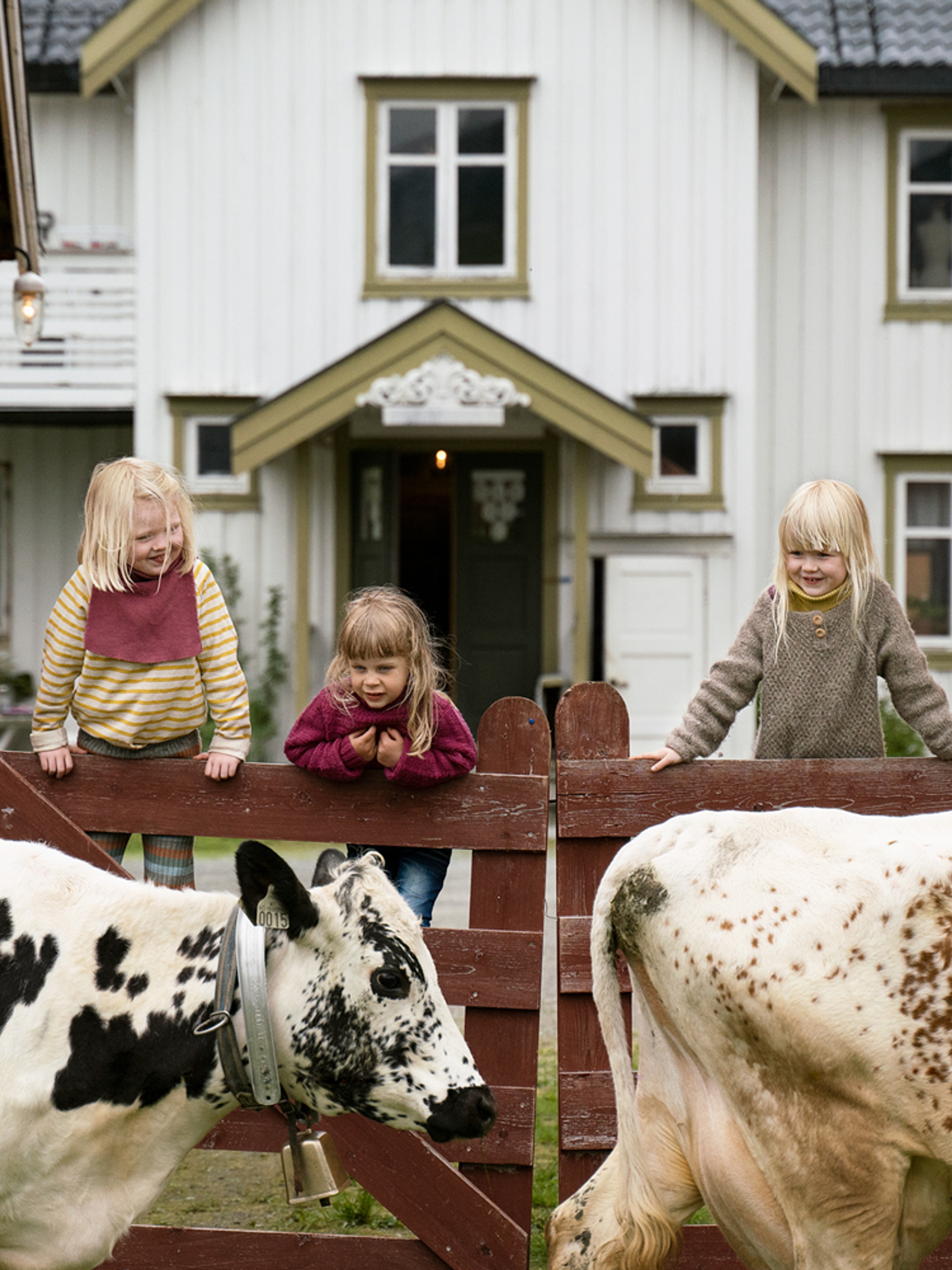 Kids at a farm looking at the cows walking by in Trøndelag