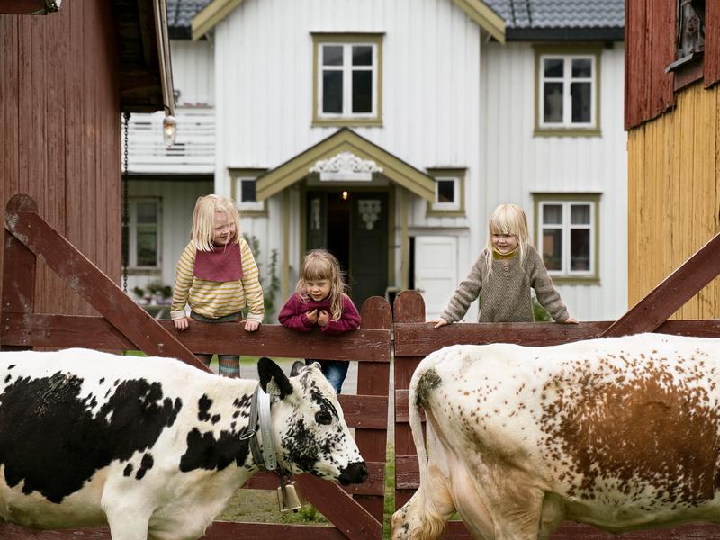 Kids at a farm looking at the cows walking by in Trøndelag