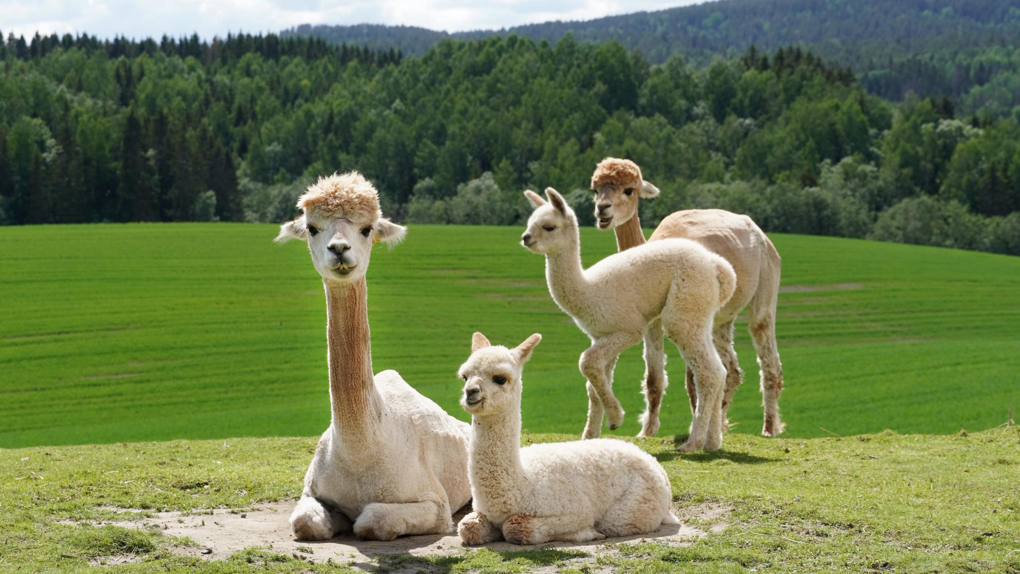 Alpaca family at Sørum, Eastern Norway.