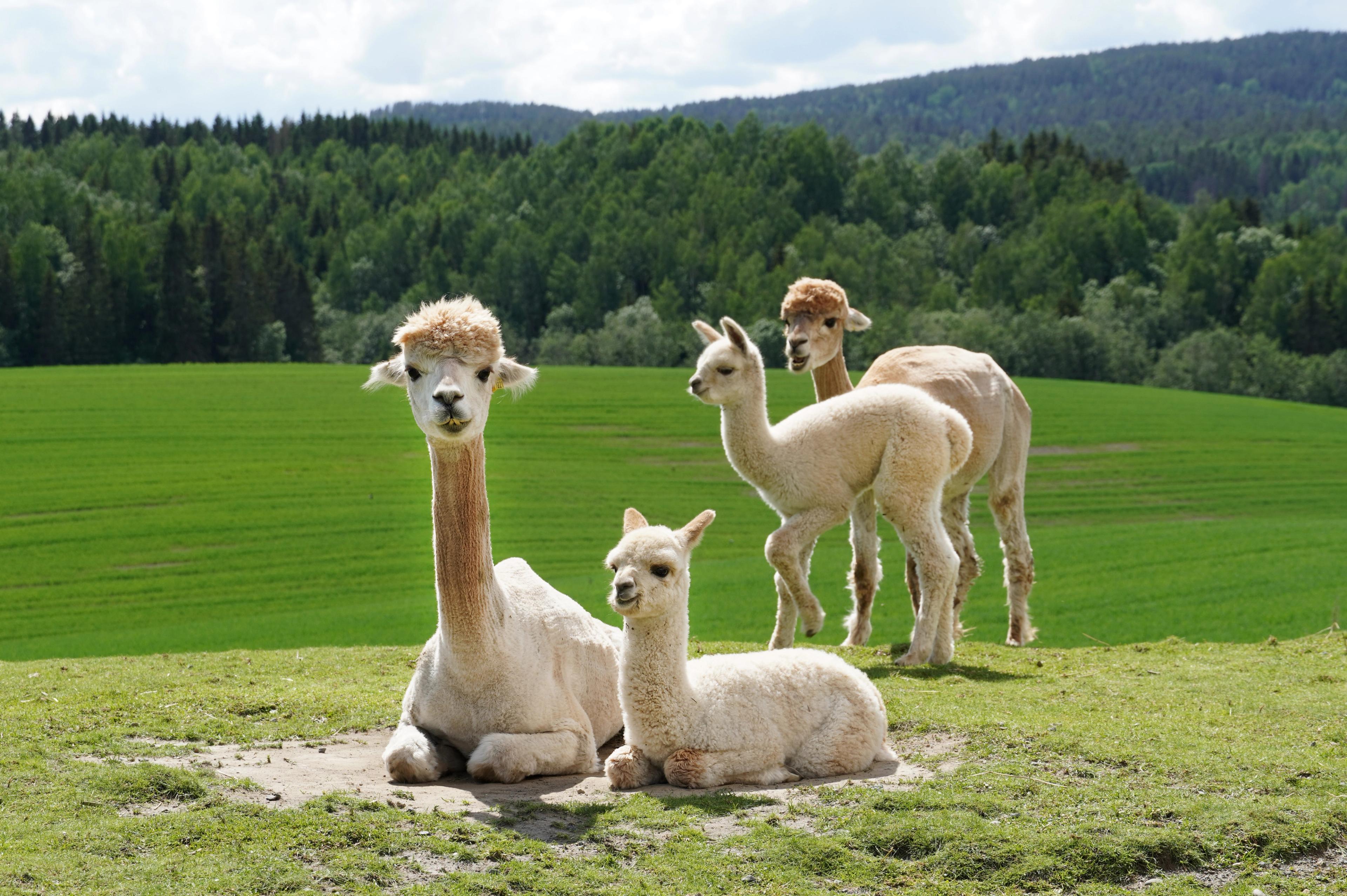 Alpaca family at Sørum, Eastern Norway.
