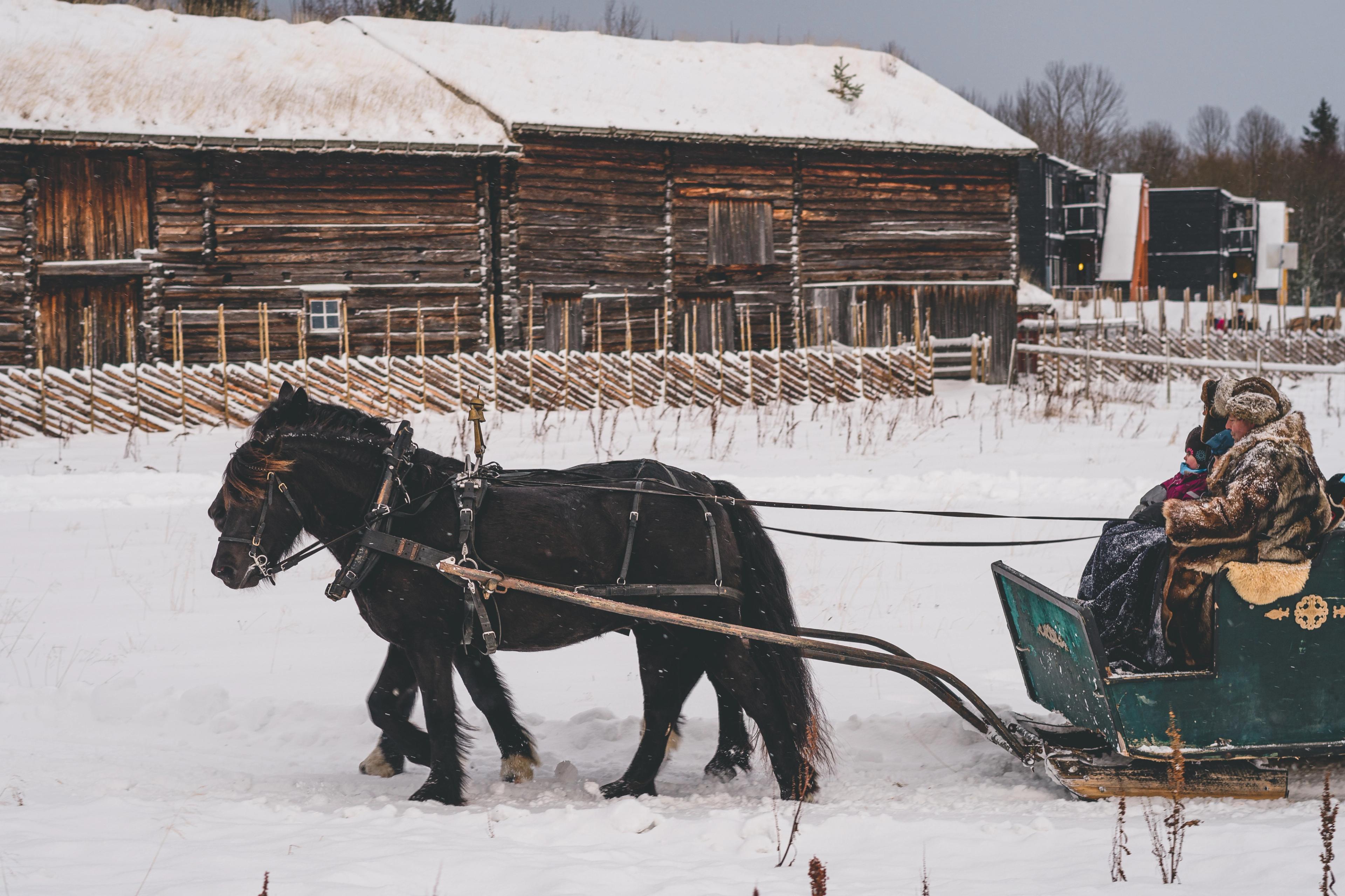 Horse and carriage the open-air museum Sverresborg in Christmas, Trondheim, Trøndelag, Norway.