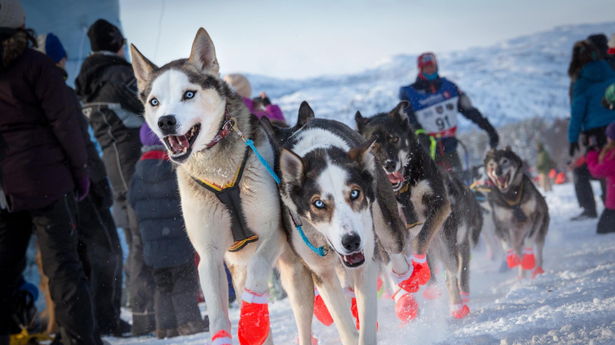 Dogs in action during The Finnmark Race, a long sled dog race in Northern Norway